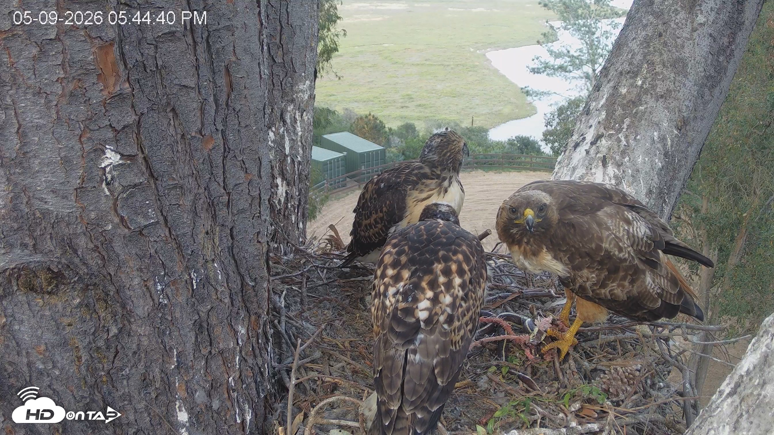 Snapshot of Red-Tailed Hawk Live Webcam taken May 9, 2026, 6:45pm PDT