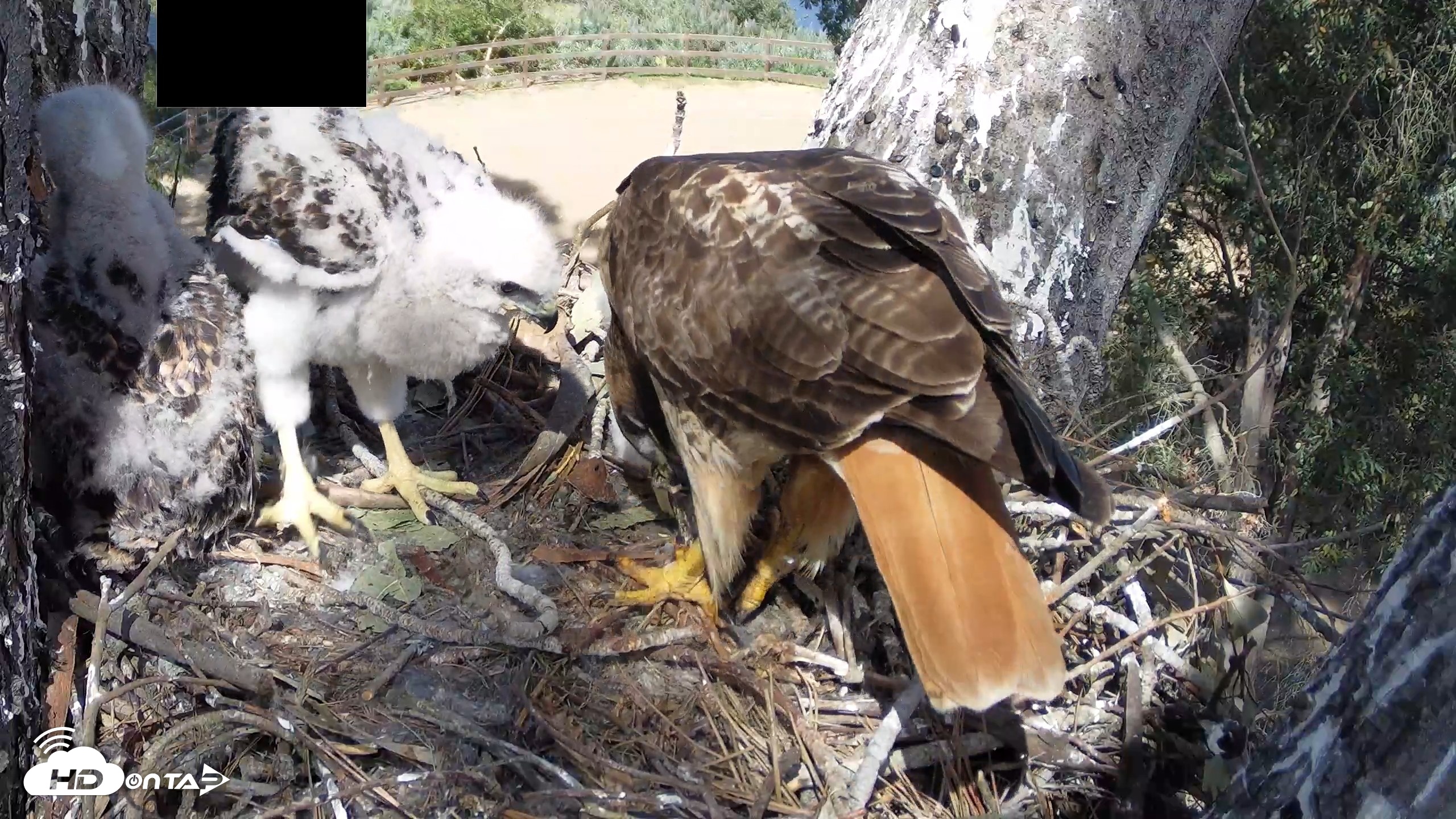 Snapshot of Red-Tailed Hawk Live Webcam taken Apr 15, 2026, 3:28pm PDT