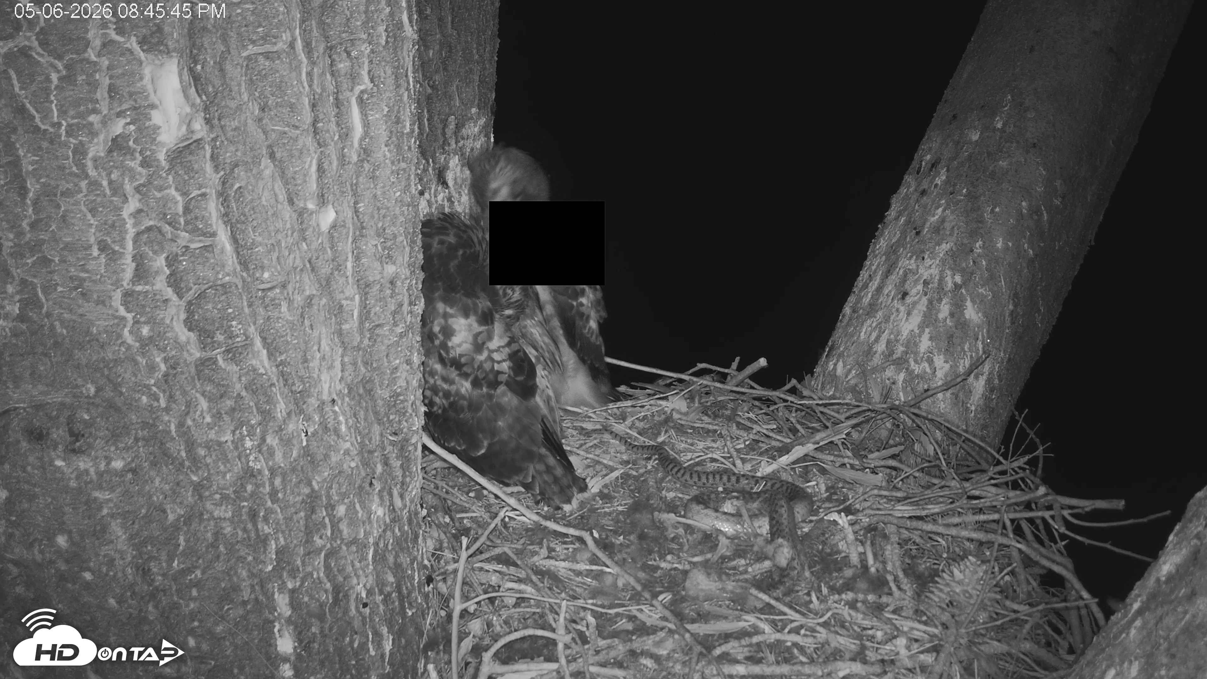 Snapshot of Red-Tailed Hawk Live Webcam taken May 6, 2026, 9:49pm PDT