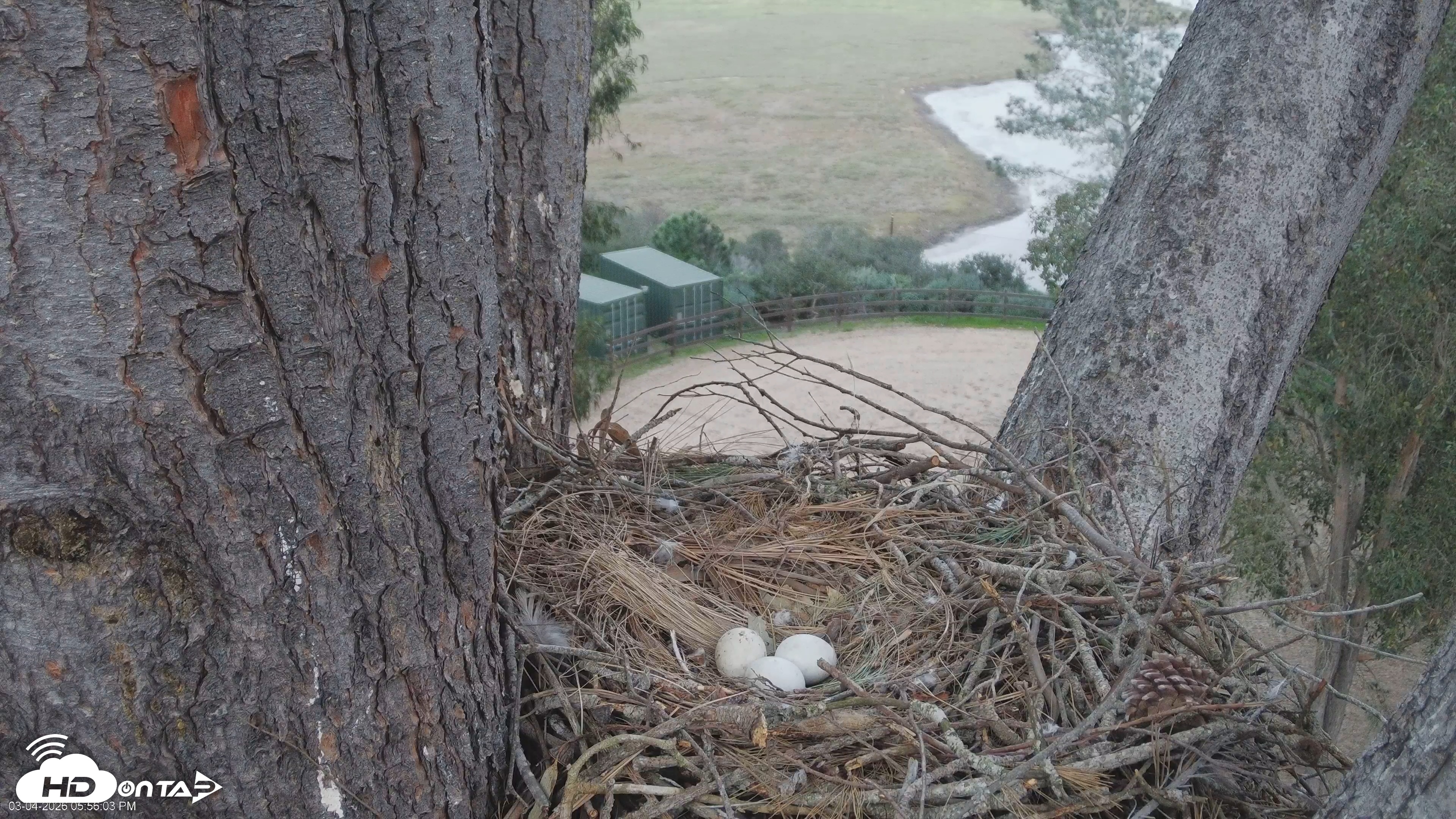 Snapshot of Red-Tailed Hawk Live Webcam taken Mar 4, 2026, 5:56pm PST