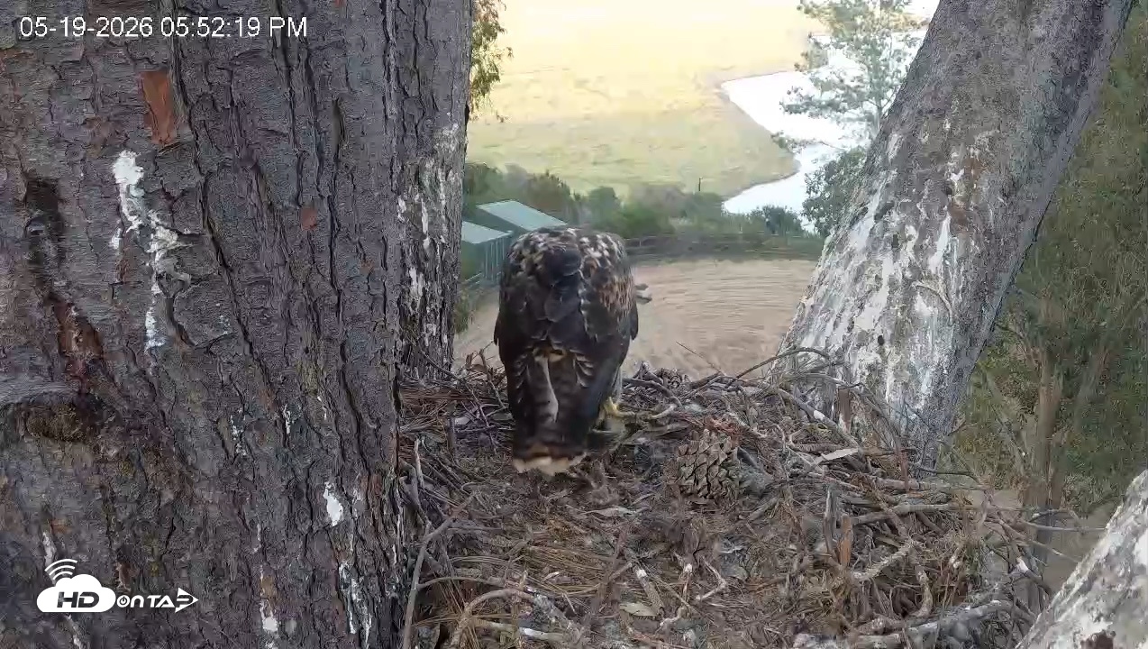 Snapshot of Red-Tailed Hawk Live Webcam taken May 19, 2026, 6:52pm PDT