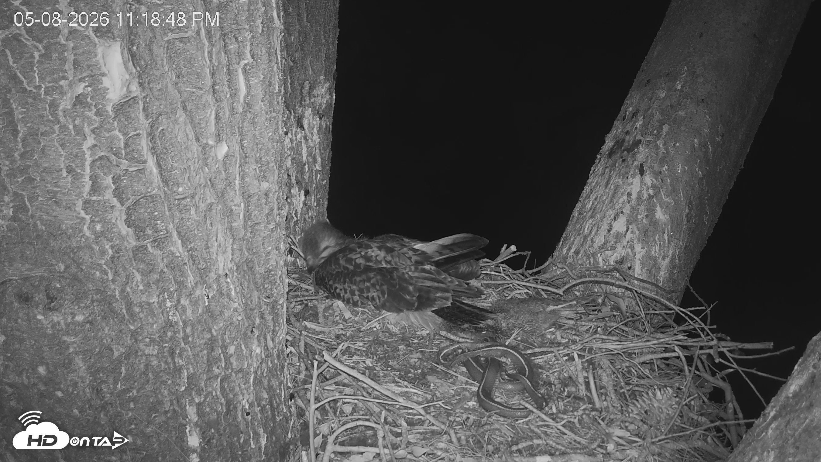 Snapshot of Red-Tailed Hawk Live Webcam taken May 9, 2026, 12:19am PDT