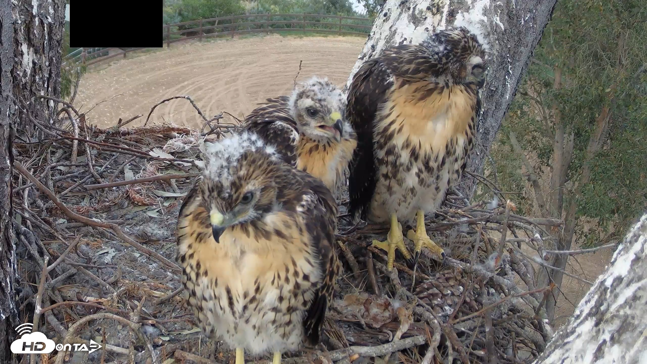 Snapshot of Red-Tailed Hawk Live Webcam taken Apr 29, 2026, 6:47pm PDT