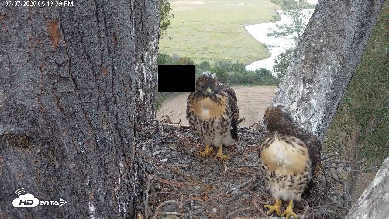 Snapshot of Red-Tailed Hawk Live Webcam taken May 7, 2026, 7:25pm PDT