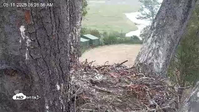 Snapshot of Red-Tailed Hawk Live Webcam taken May 11, 2026, 9:30am PDT