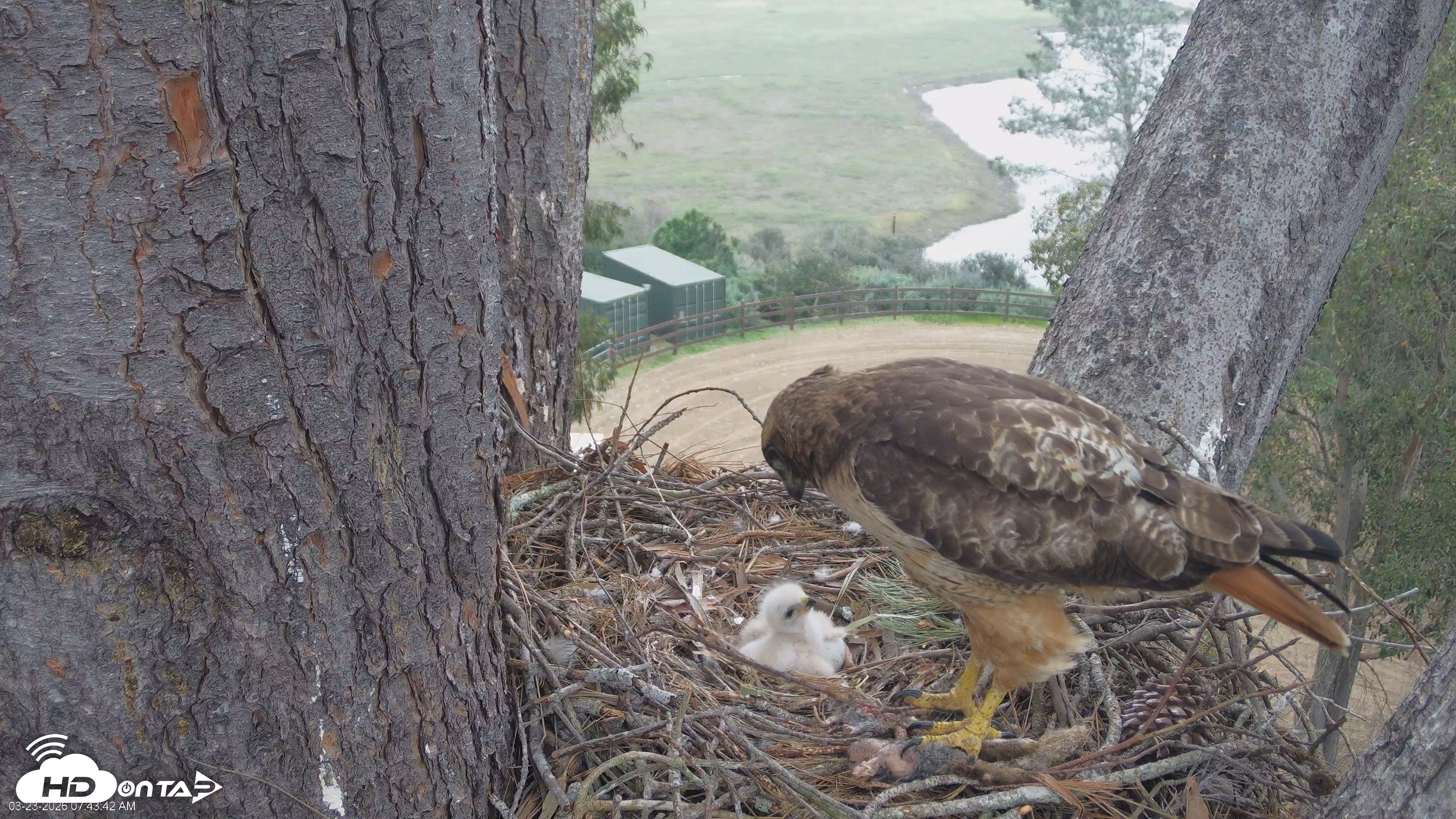 Snapshot of Red-Tailed Hawk Live Webcam taken Mar 23, 2026, 8:46am PDT