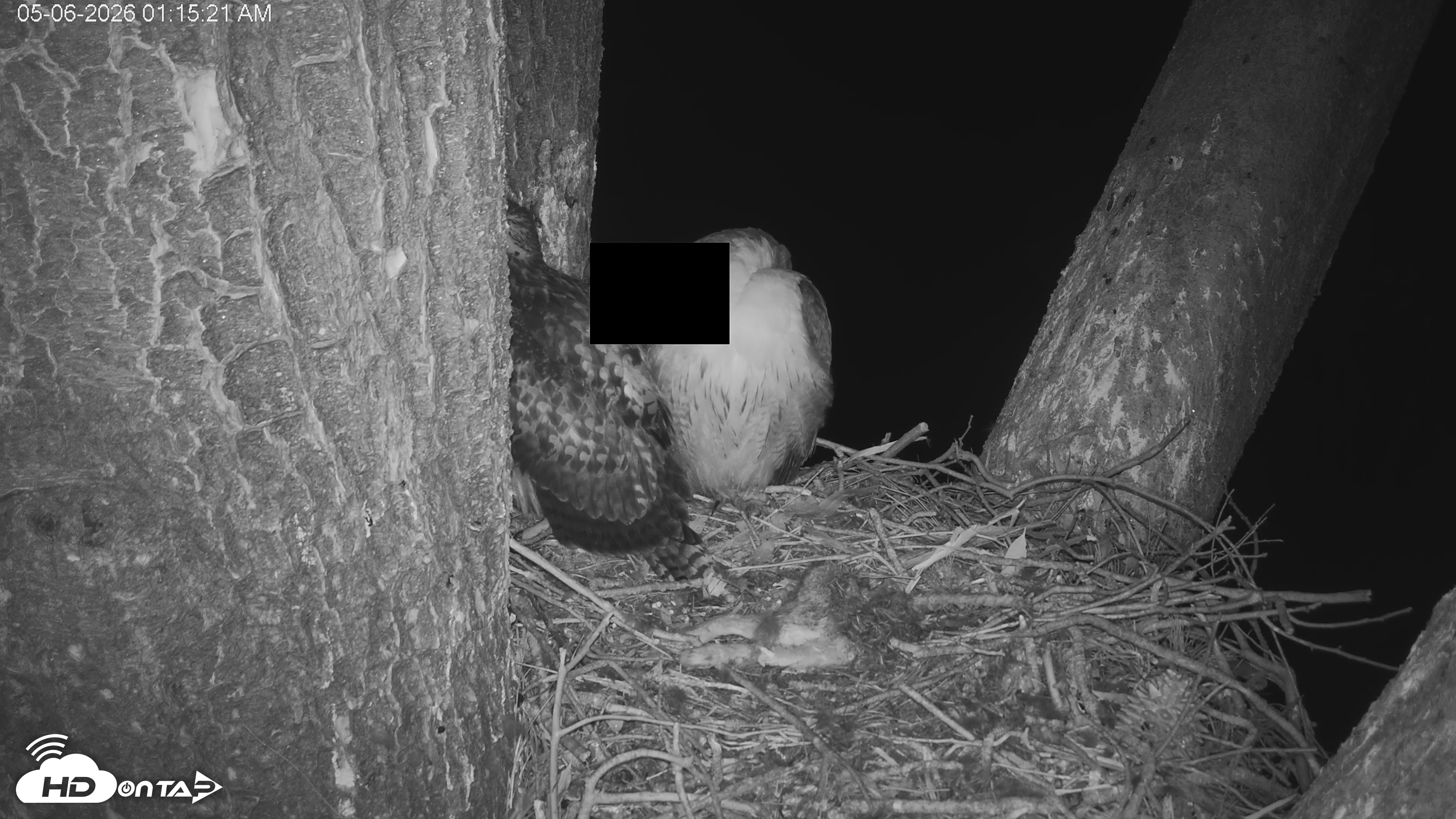 Snapshot of Red-Tailed Hawk Live Webcam taken May 6, 2026, 2:18am PDT