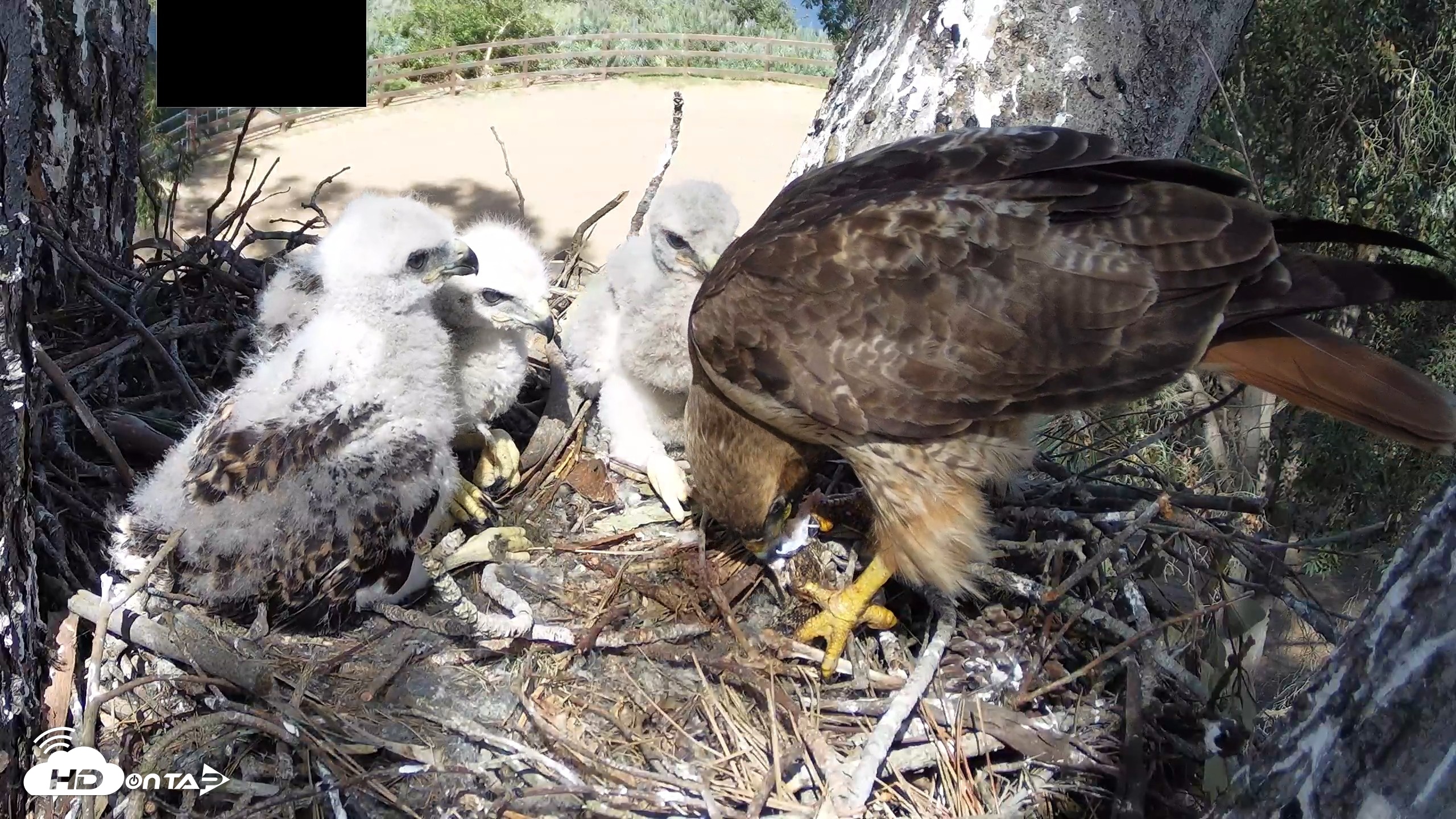 Snapshot of Red-Tailed Hawk Live Webcam taken Apr 15, 2026, 3:24pm PDT