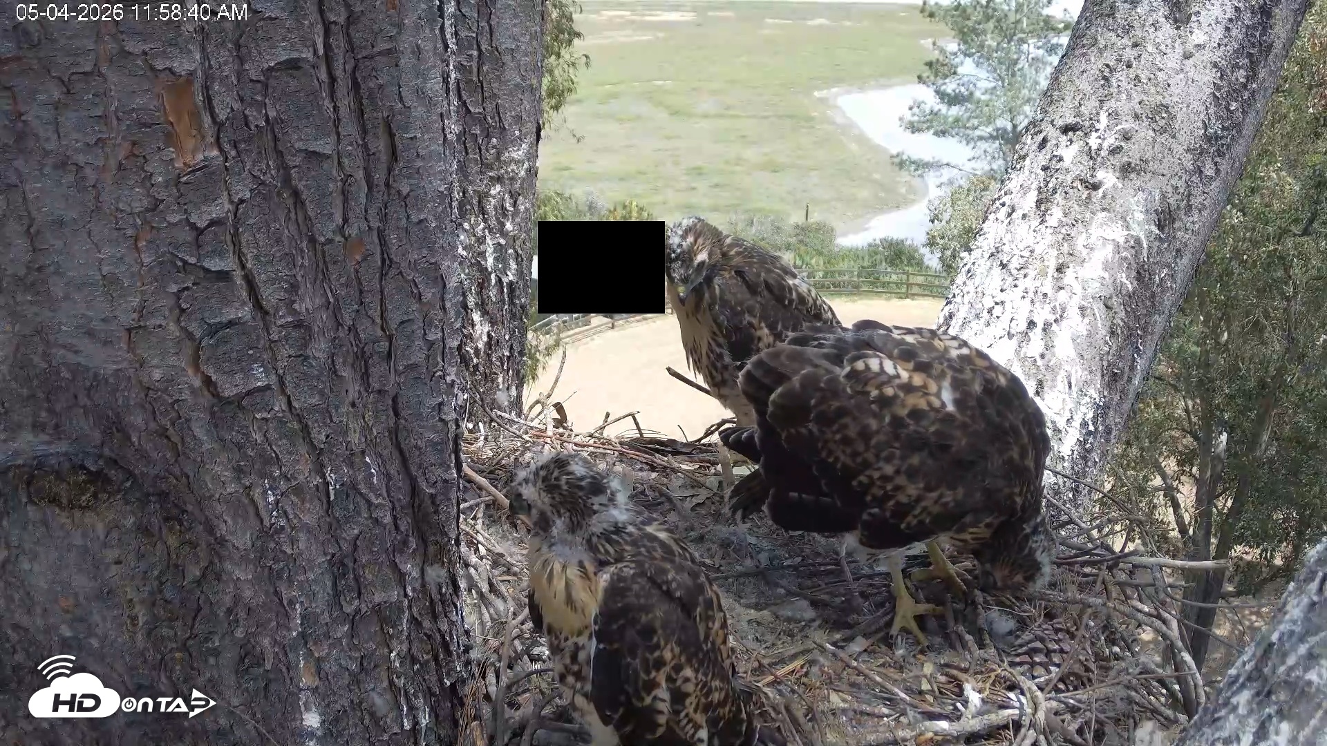 Snapshot of Red-Tailed Hawk Live Webcam taken May 4, 2026, 1:02pm PDT