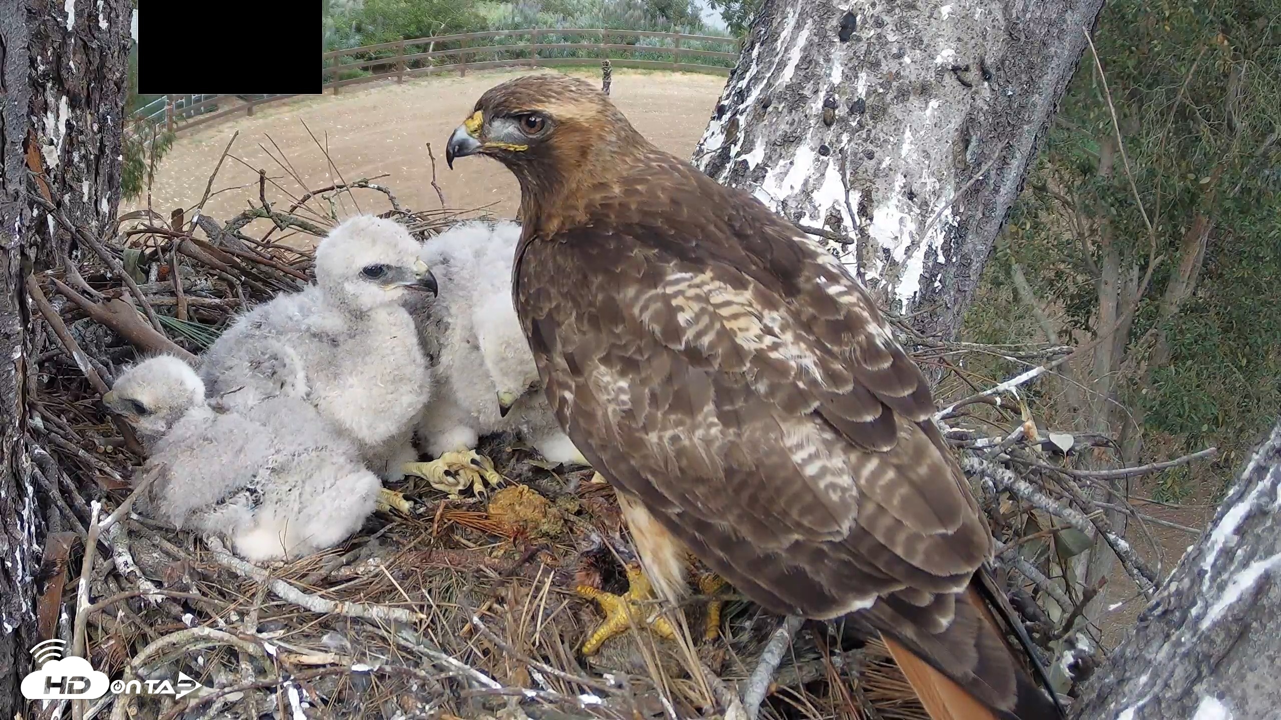 Snapshot of Red-Tailed Hawk Live Webcam taken Apr 12, 2026, 4:04pm PDT