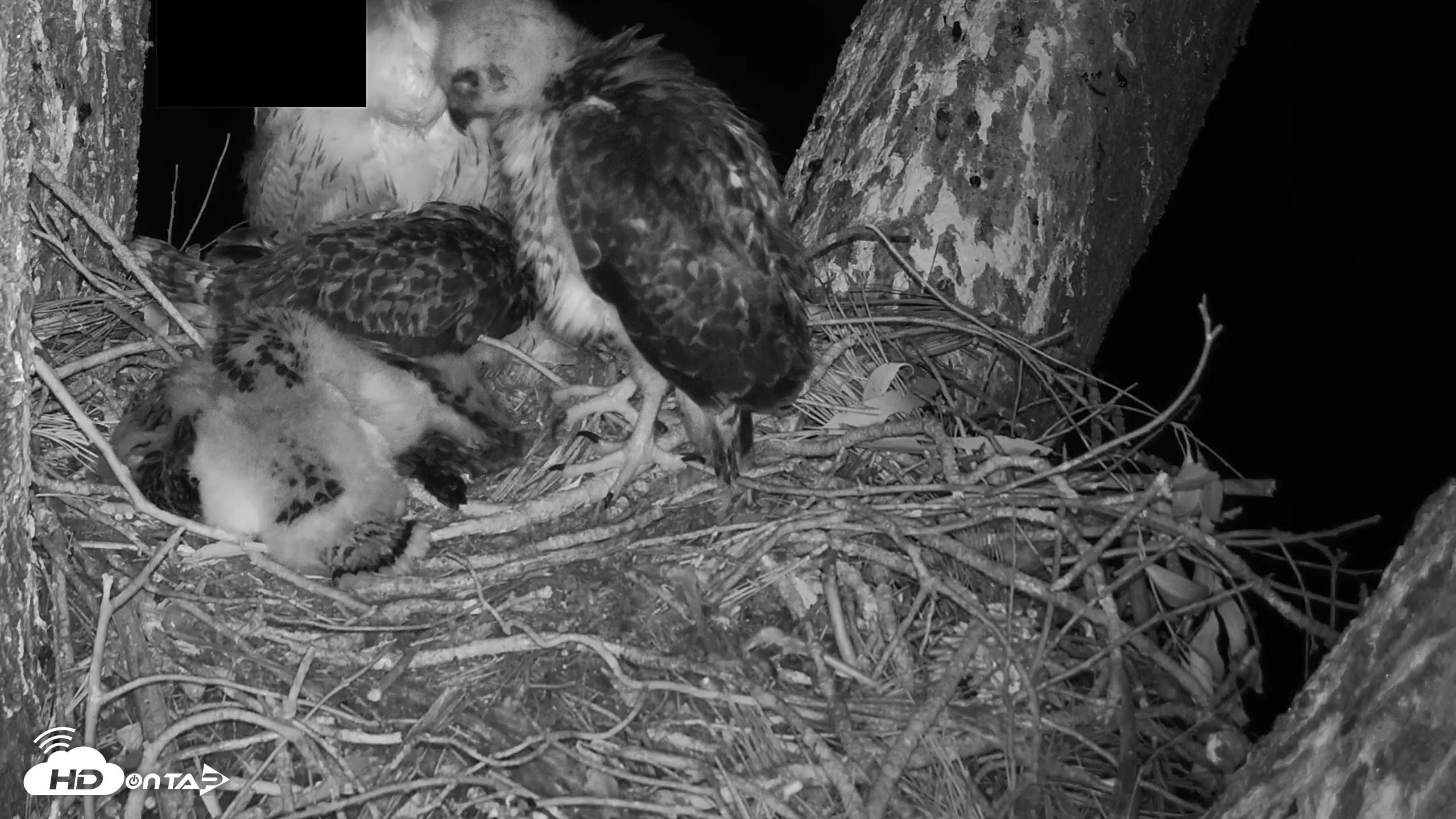 Snapshot of Red-Tailed Hawk Live Webcam taken Apr 22, 2026, 2:16am PDT