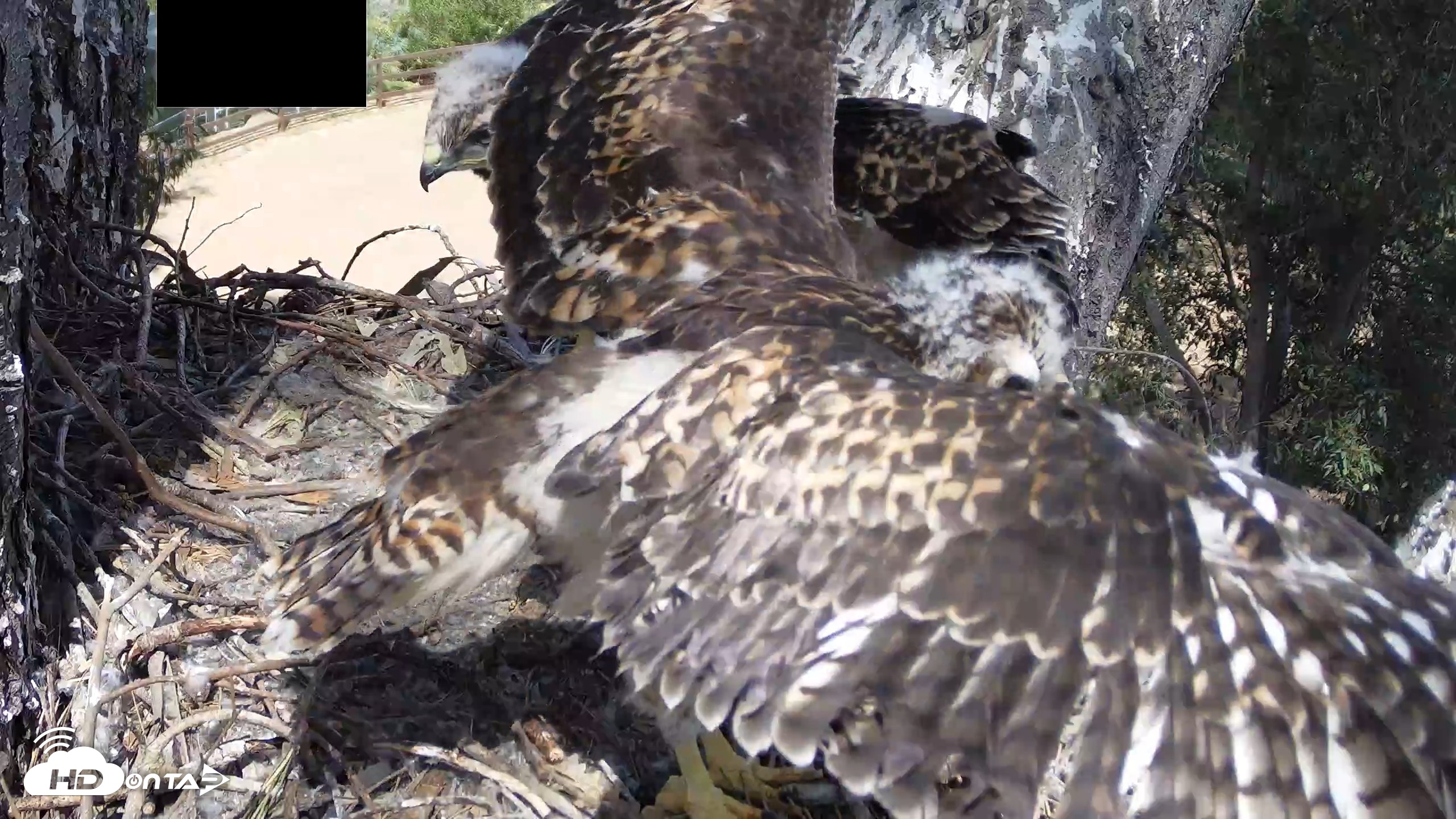Snapshot of Red-Tailed Hawk Live Webcam taken Apr 26, 2026, 2:45pm PDT