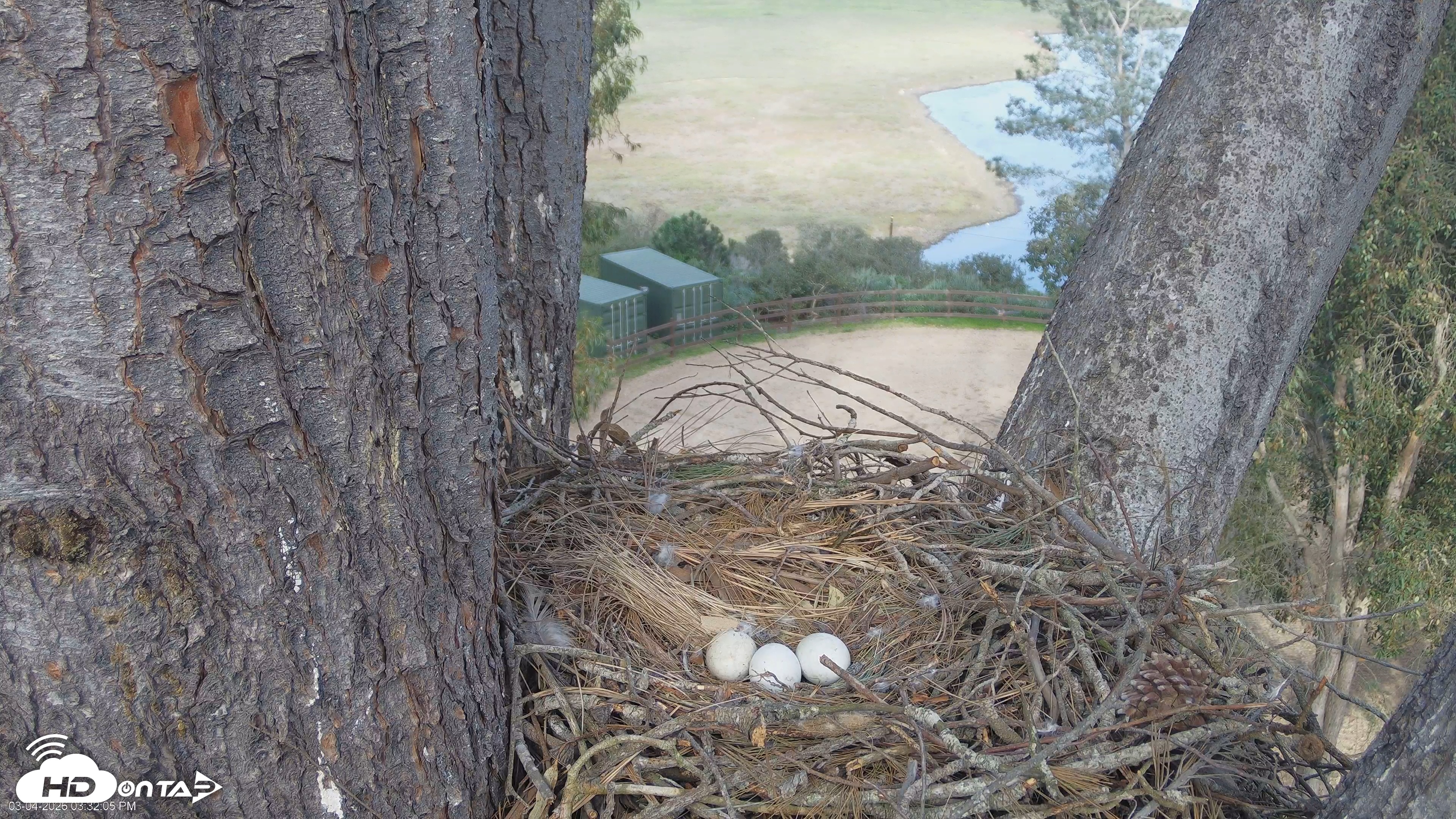 Snapshot of Red-Tailed Hawk Live Webcam taken Mar 4, 2026, 3:34pm PST