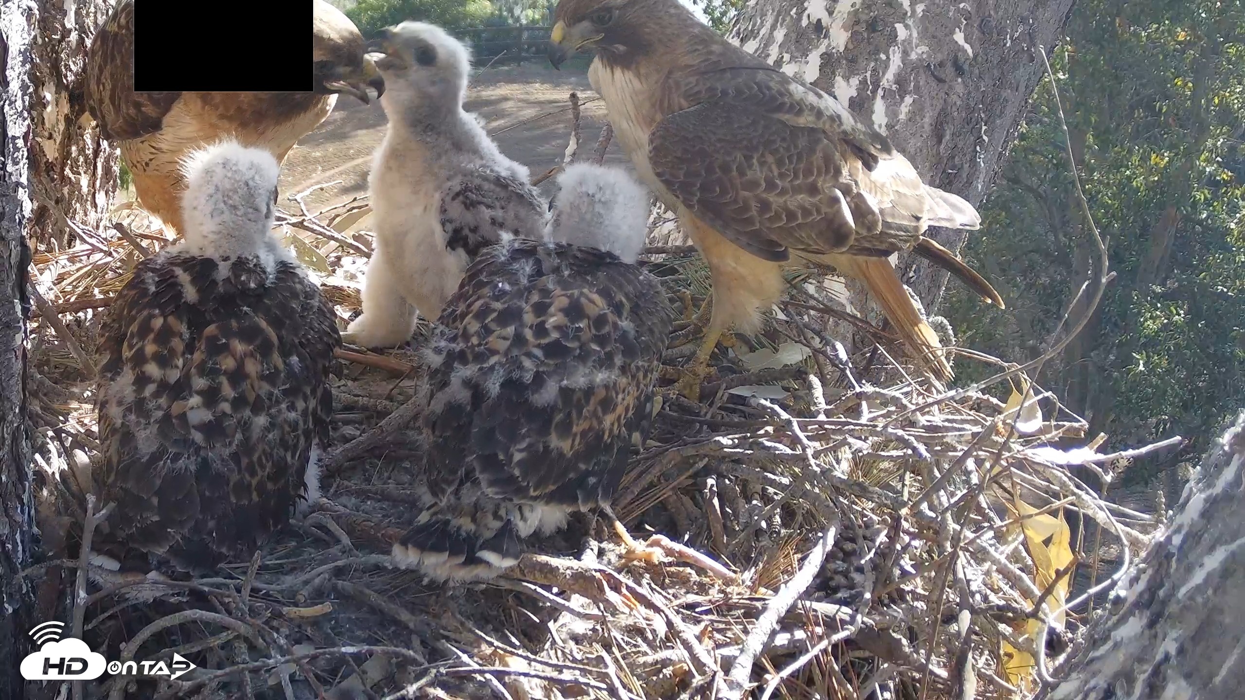 Snapshot of Red-Tailed Hawk Live Webcam taken Apr 20, 2026, 8:34am PDT