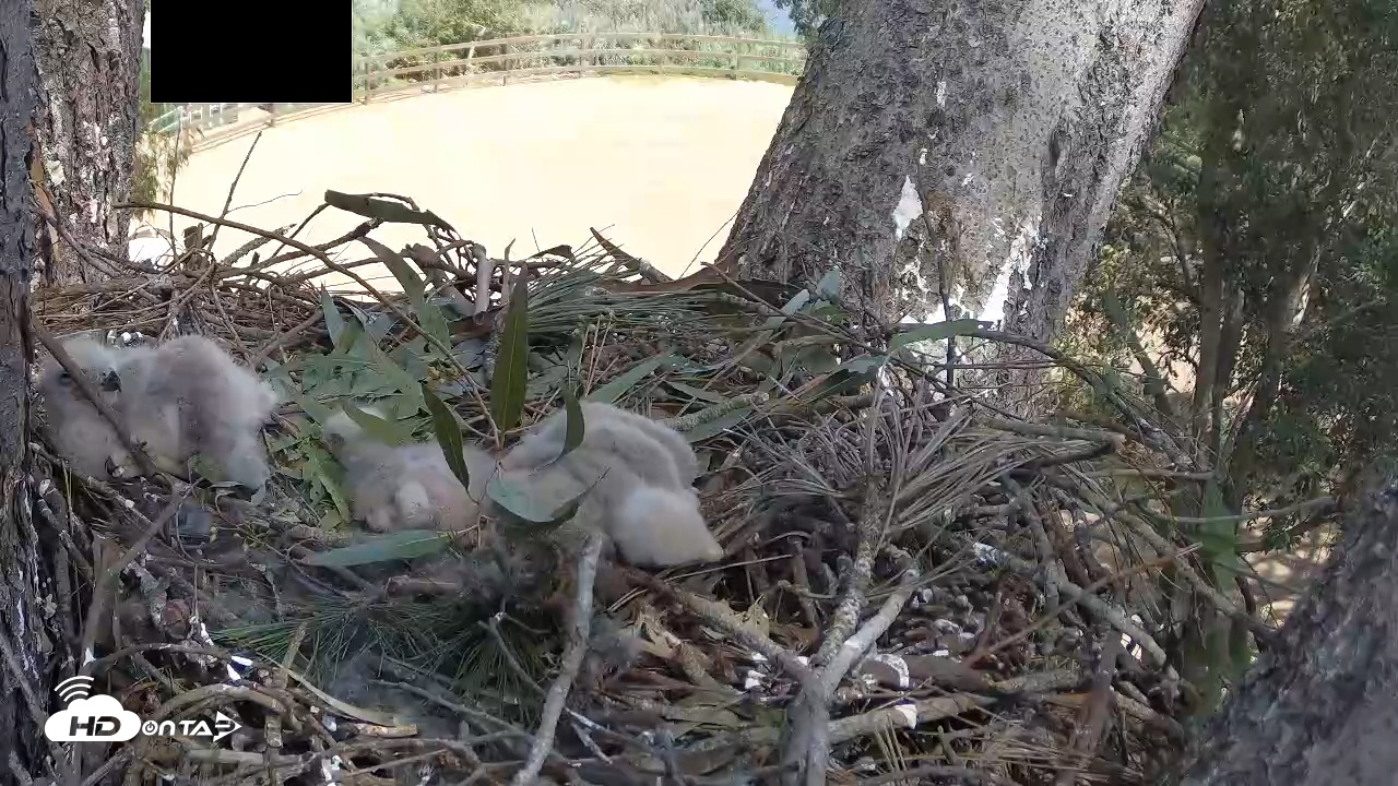 Snapshot of Red-Tailed Hawk Live Webcam taken Apr 3, 2026, 1:52pm PDT