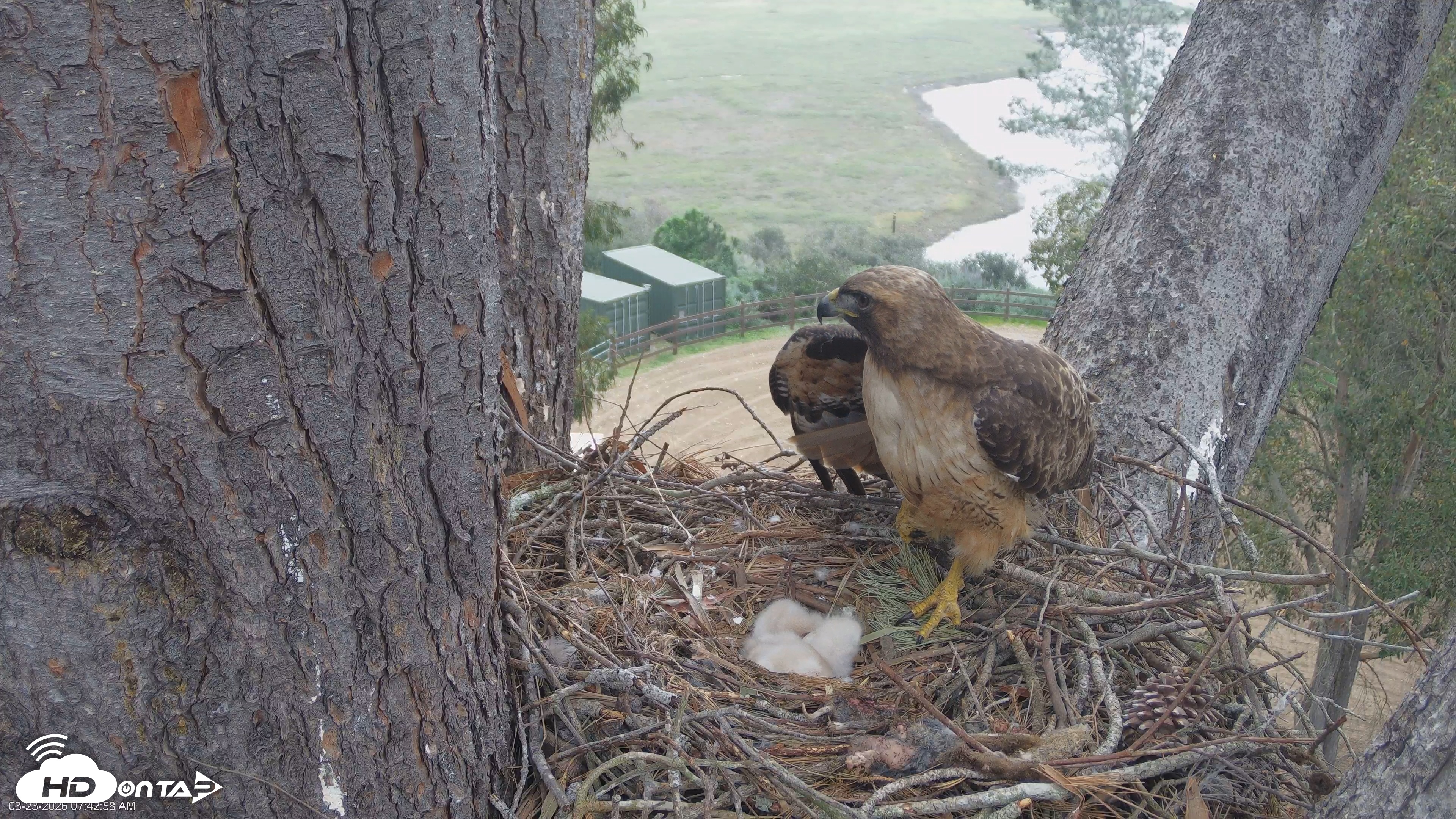 Snapshot of Red-Tailed Hawk Live Webcam taken Mar 23, 2026, 8:45am PDT
