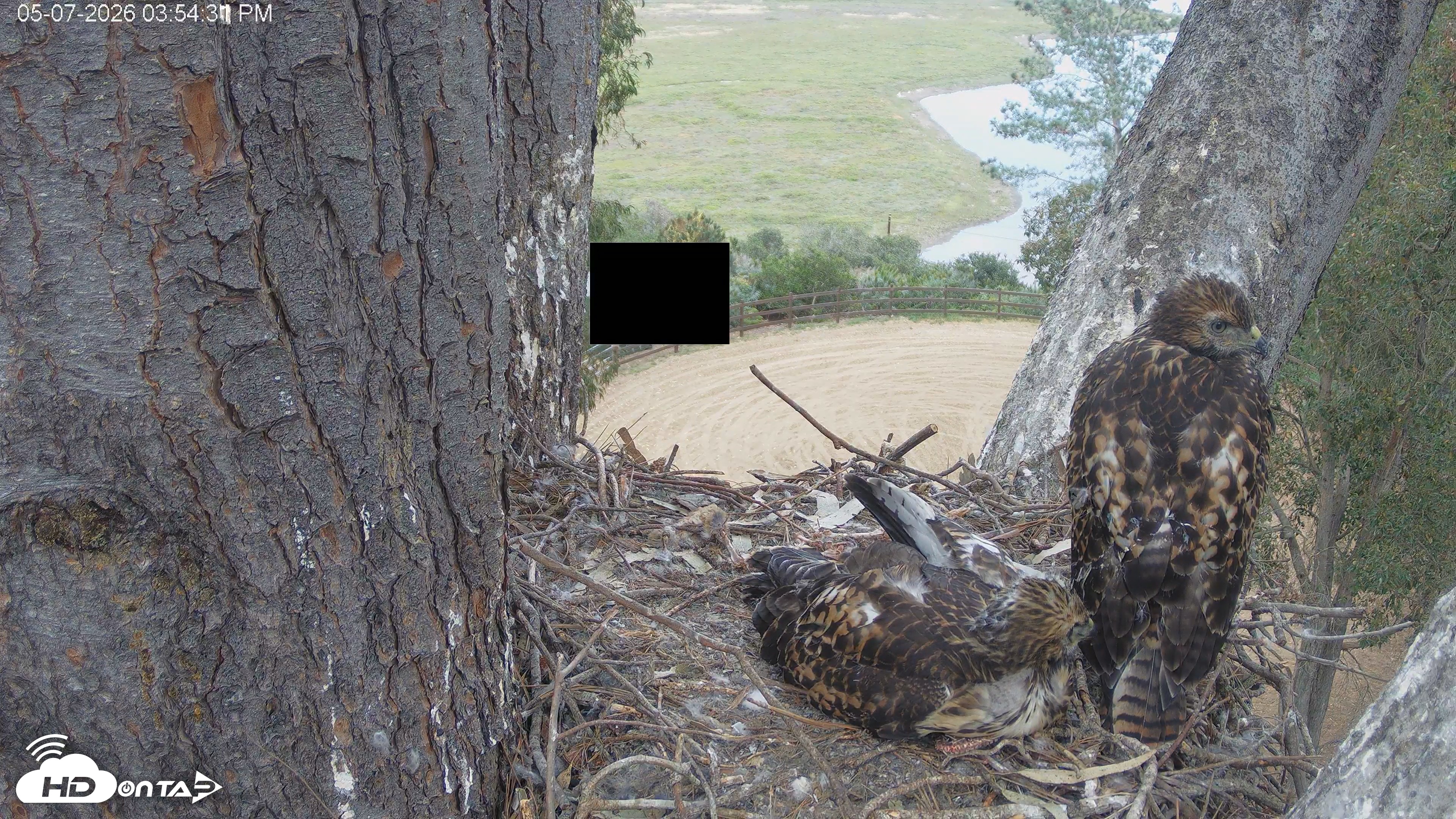 Snapshot of Red-Tailed Hawk Live Webcam taken May 7, 2026, 4:57pm PDT