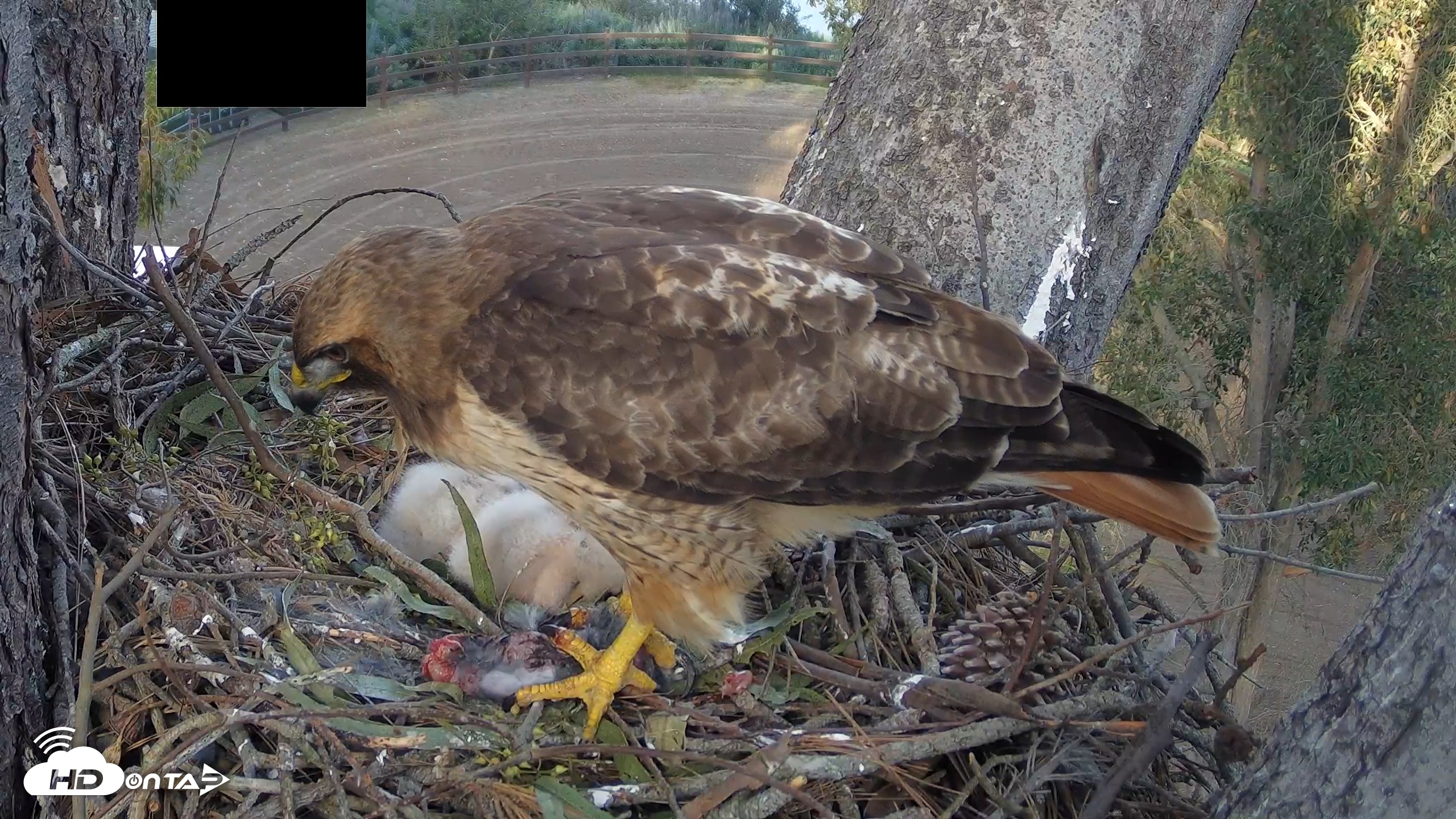 Snapshot of Red-Tailed Hawk Live Webcam taken Mar 27, 2026, 5:23pm PDT