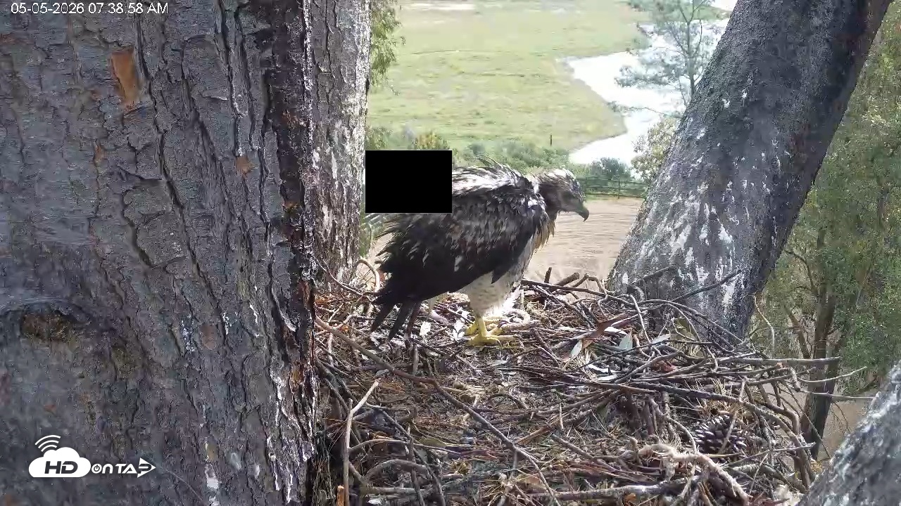 Snapshot of Red-Tailed Hawk Live Webcam taken May 5, 2026, 8:39am PDT