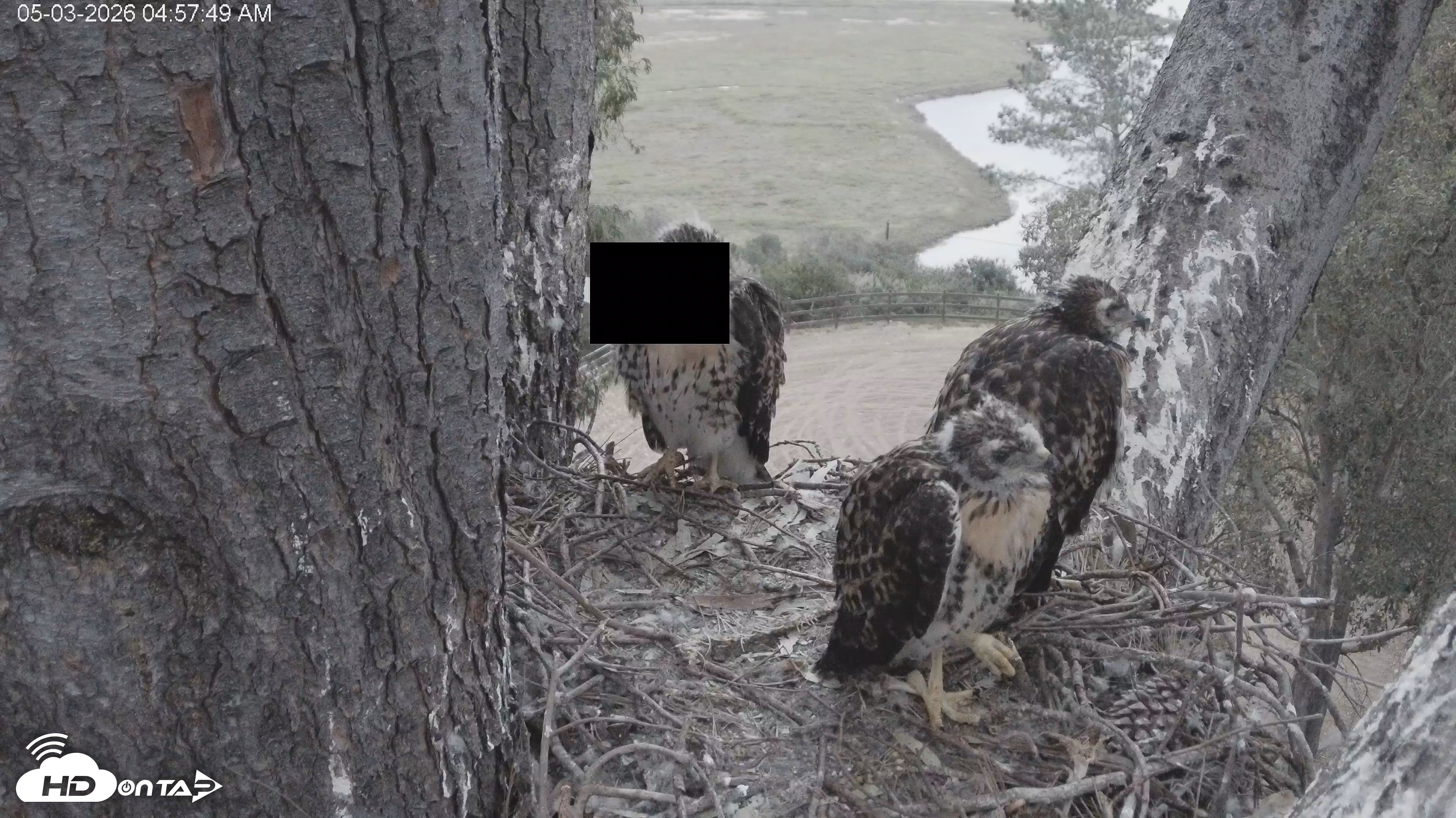 Snapshot of Red-Tailed Hawk Live Webcam taken May 3, 2026, 6:00am PDT