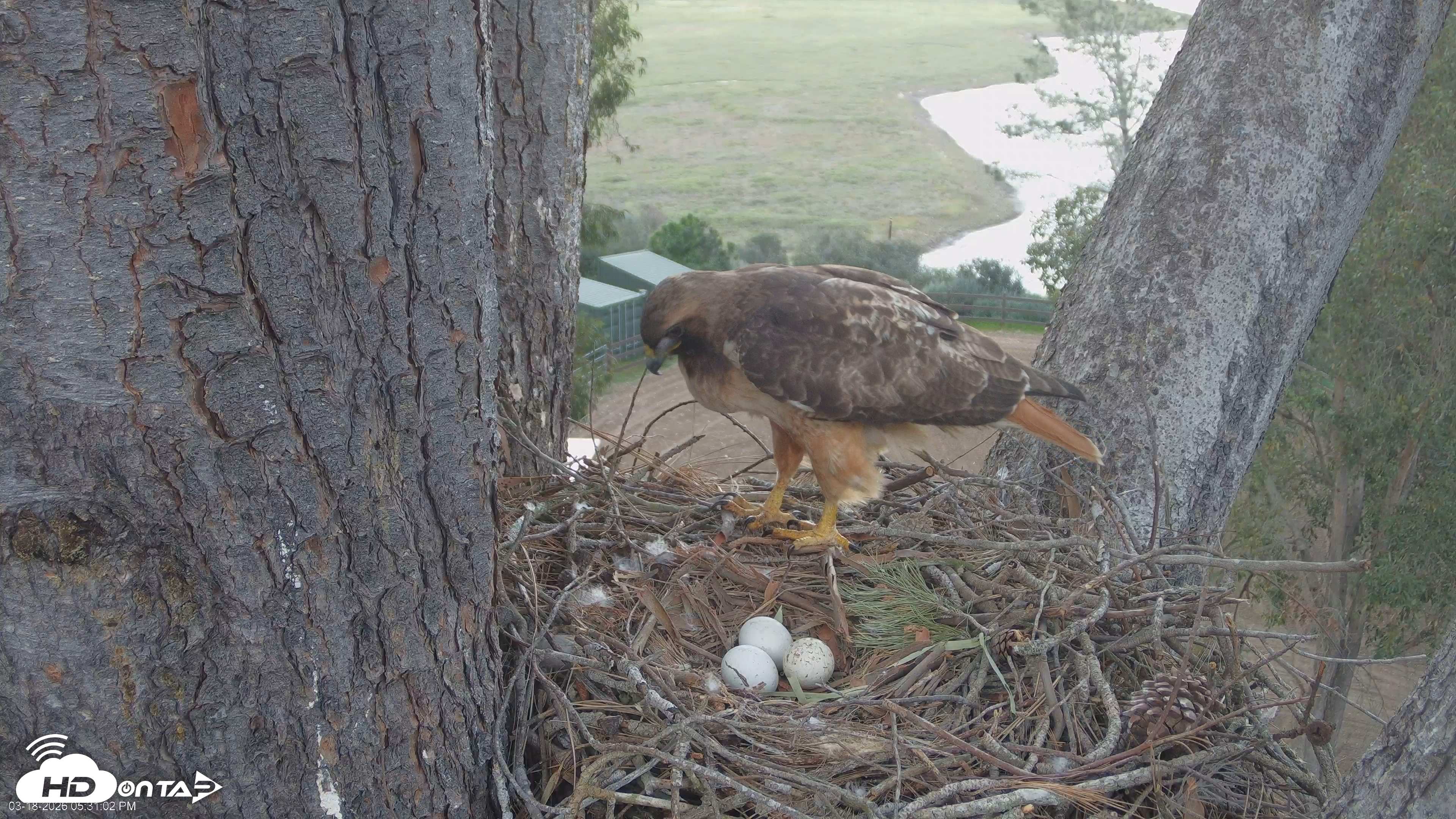 Snapshot of Red-Tailed Hawk Live Webcam taken Mar 18, 2026, 6:33pm PDT