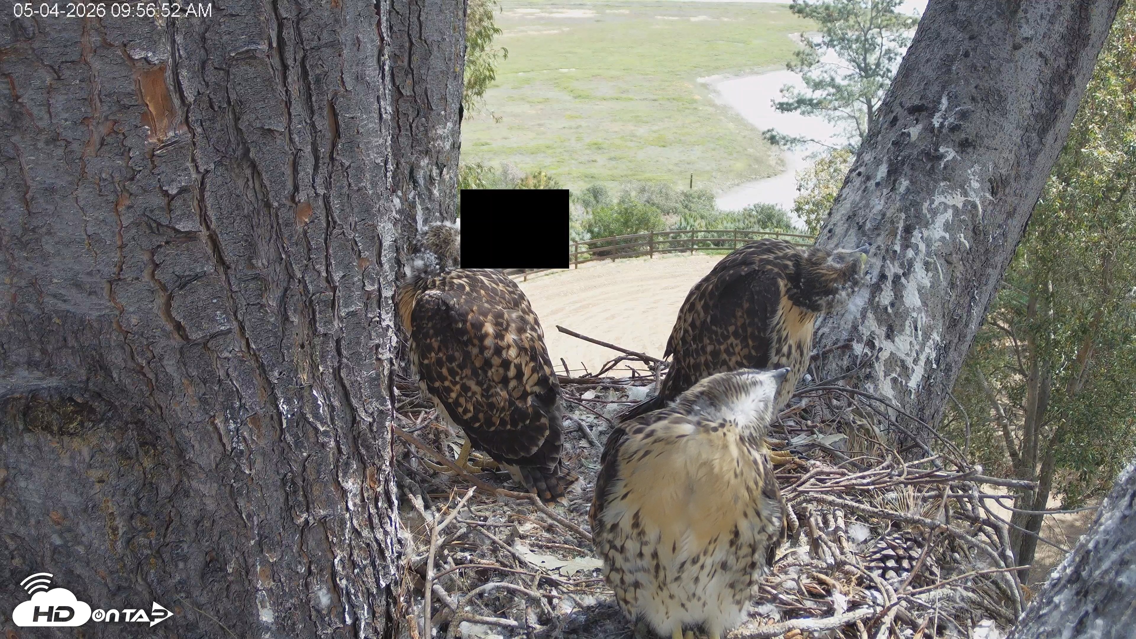 Snapshot of Red-Tailed Hawk Live Webcam taken May 4, 2026, 11:00am PDT