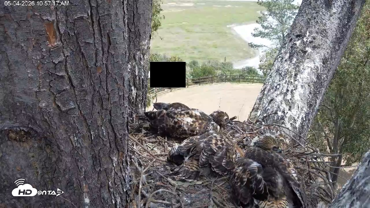Snapshot of Red-Tailed Hawk Live Webcam taken May 4, 2026, 11:57am PDT