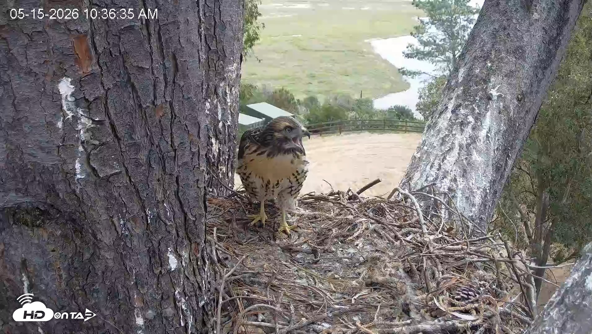 Snapshot of Red-Tailed Hawk Live Webcam taken May 15, 2026, 11:37am PDT