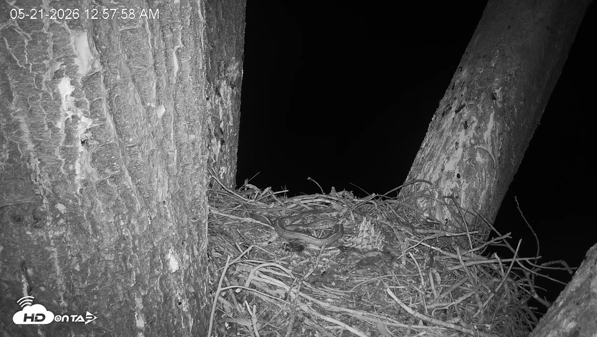 Snapshot of Red-Tailed Hawk Live Webcam taken May 21, 2026, 2:01am PDT