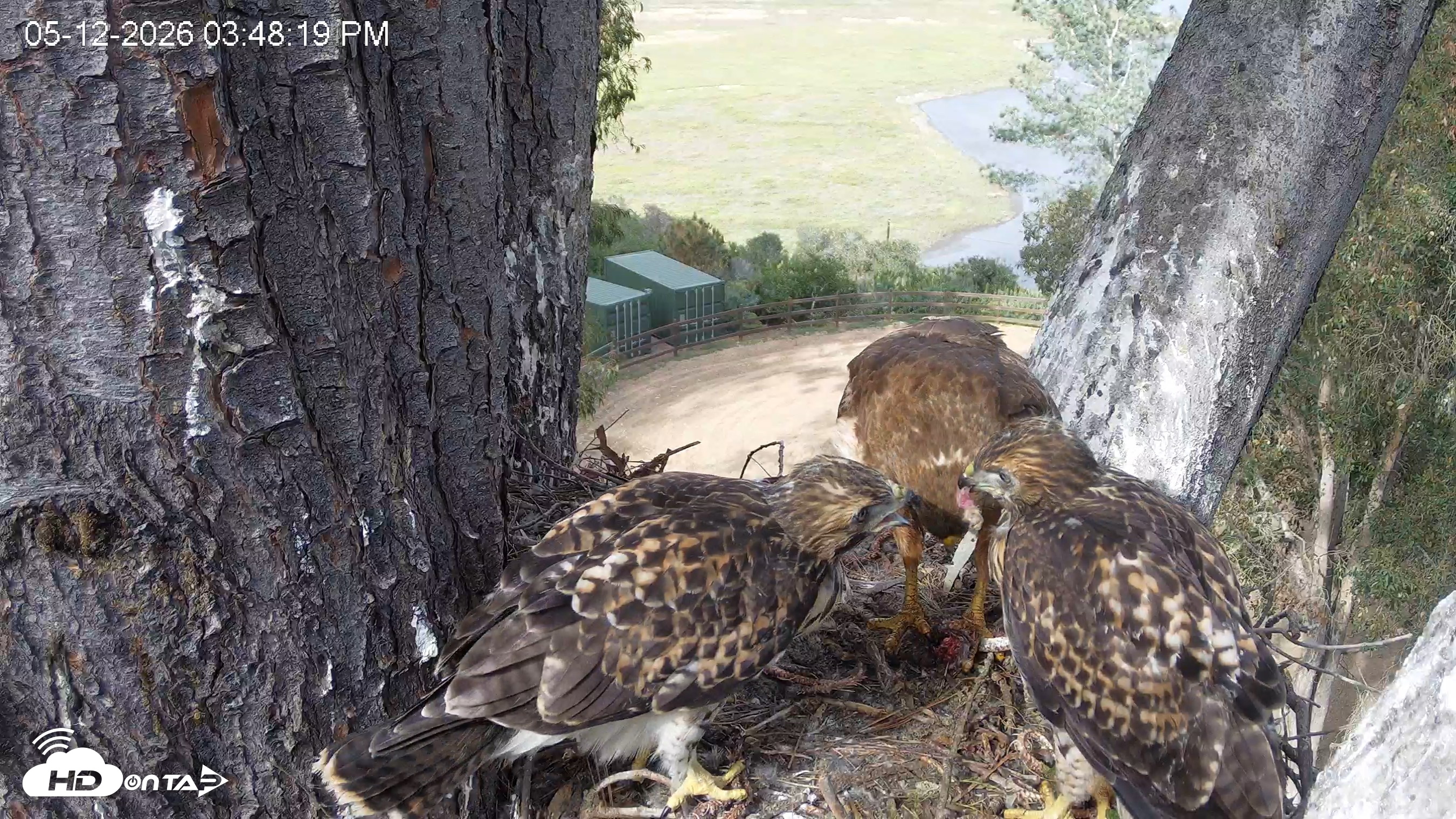 Snapshot of Red-Tailed Hawk Live Webcam taken May 12, 2026, 4:51pm PDT