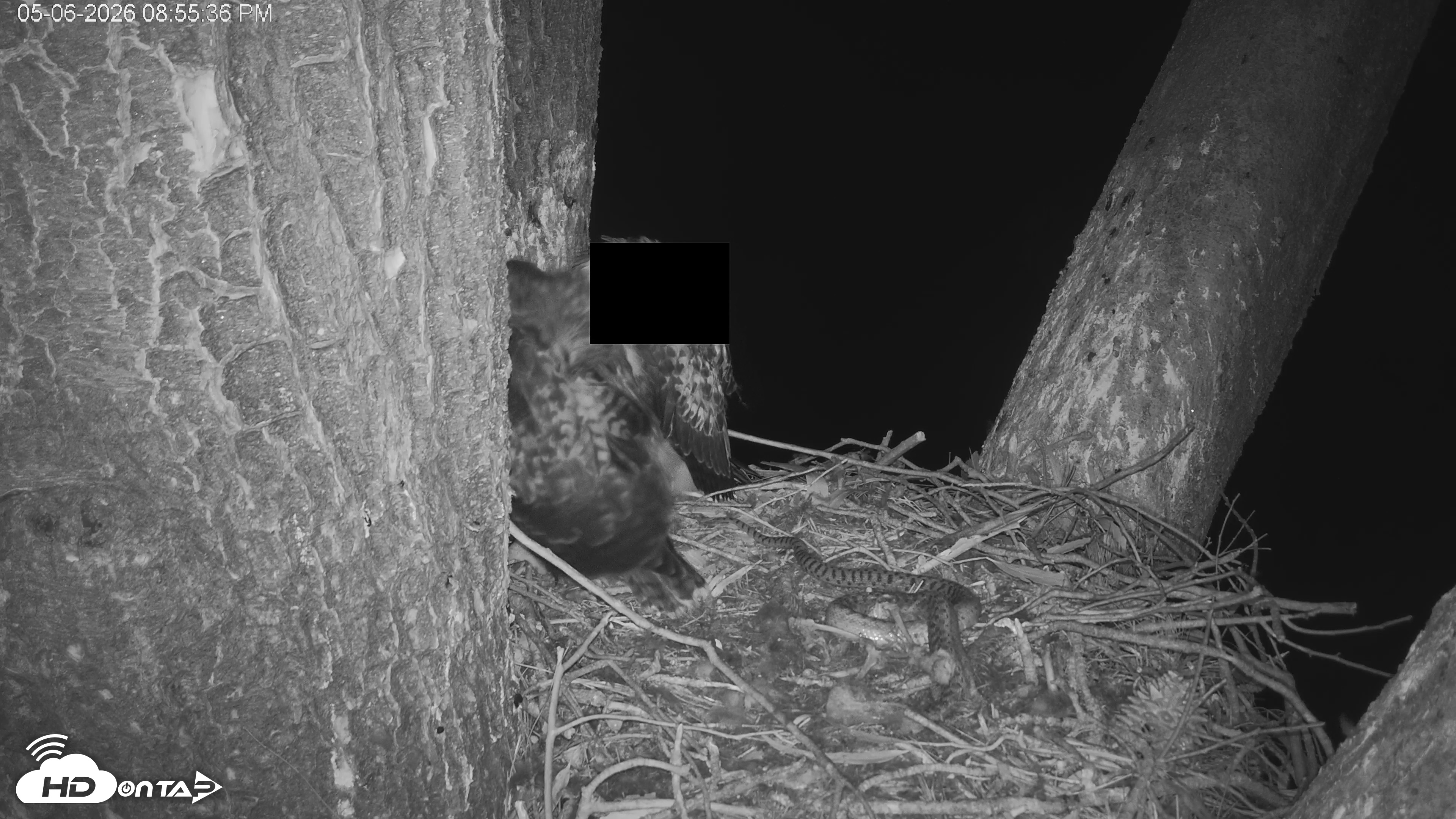 Snapshot of Red-Tailed Hawk Live Webcam taken May 6, 2026, 9:58pm PDT