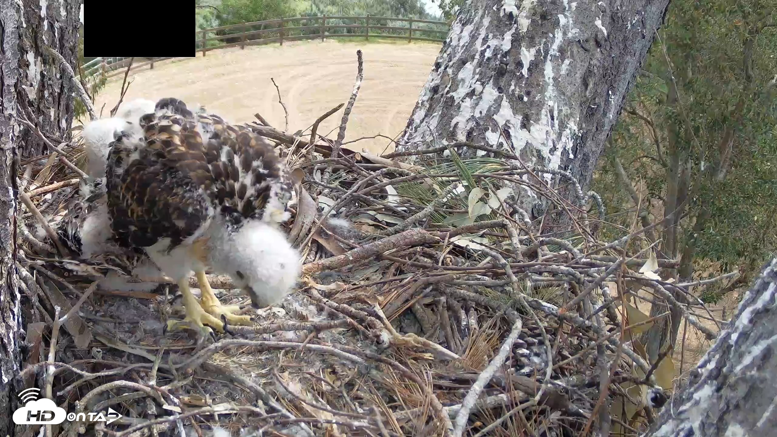 Snapshot of Red-Tailed Hawk Live Webcam taken Apr 19, 2026, 10:50am PDT