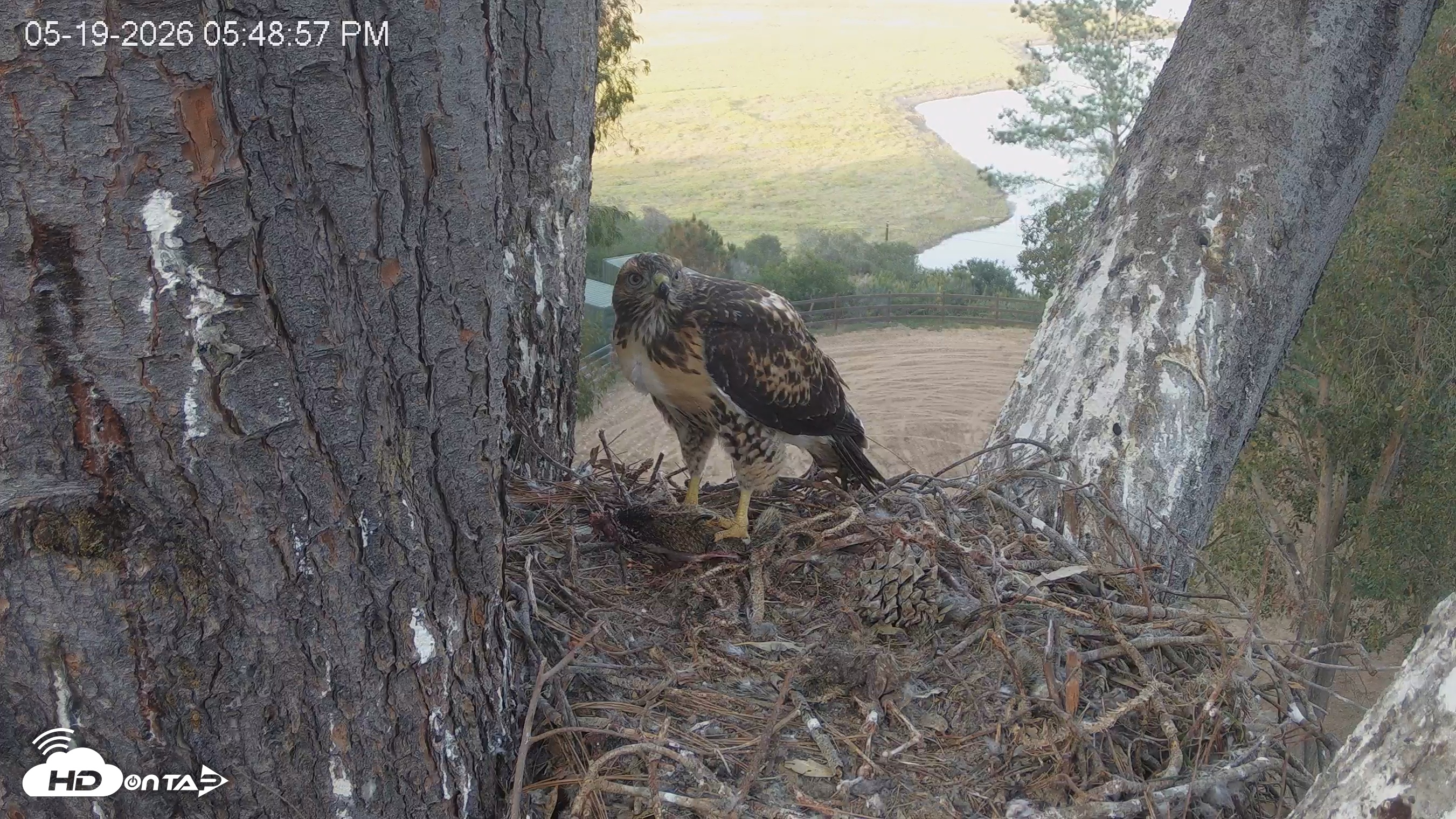 Snapshot of Red-Tailed Hawk Live Webcam taken May 19, 2026, 6:49pm PDT