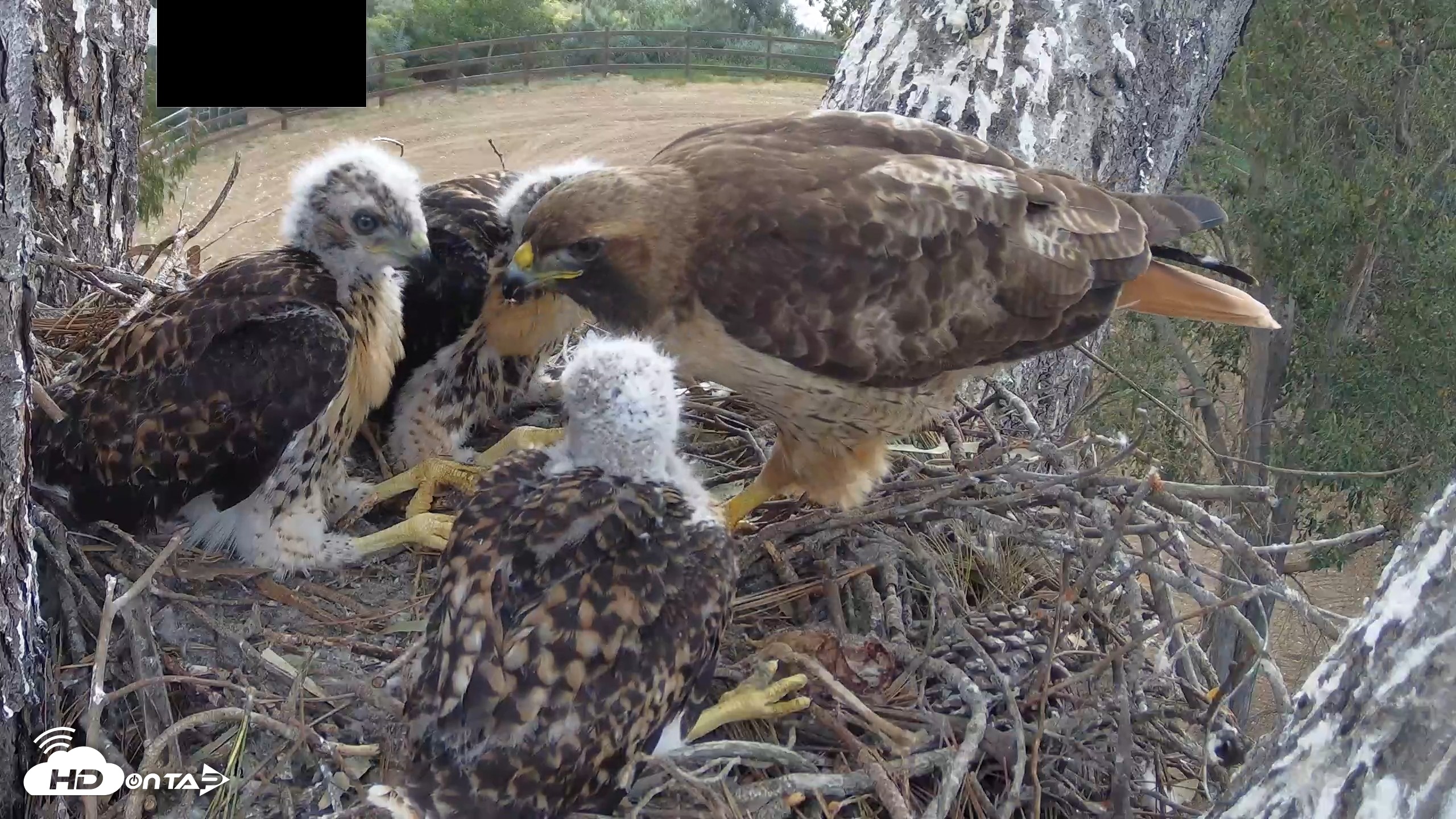 Snapshot of Red-Tailed Hawk Live Webcam taken Apr 25, 2026, 9:36am PDT