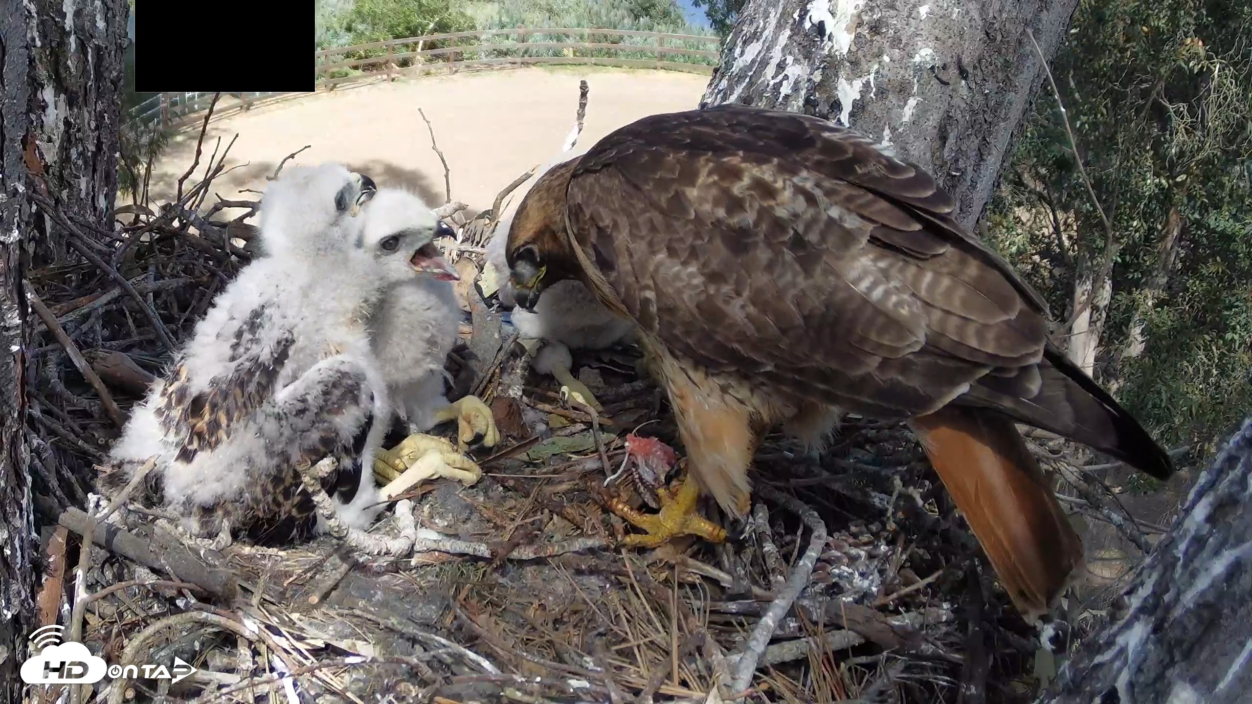Snapshot of Red-Tailed Hawk Live Webcam taken Apr 15, 2026, 3:20pm PDT