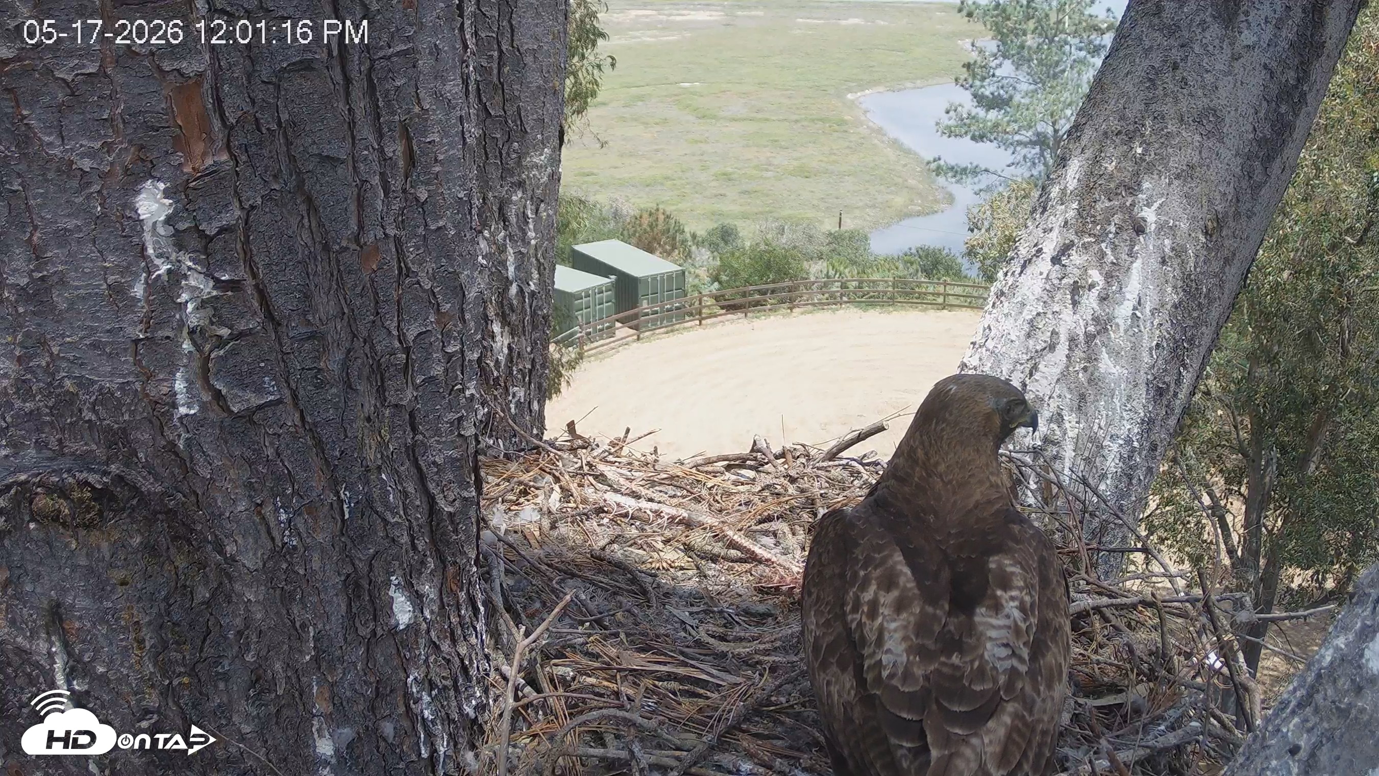 Snapshot of Red-Tailed Hawk Live Webcam taken May 17, 2026, 1:02pm PDT