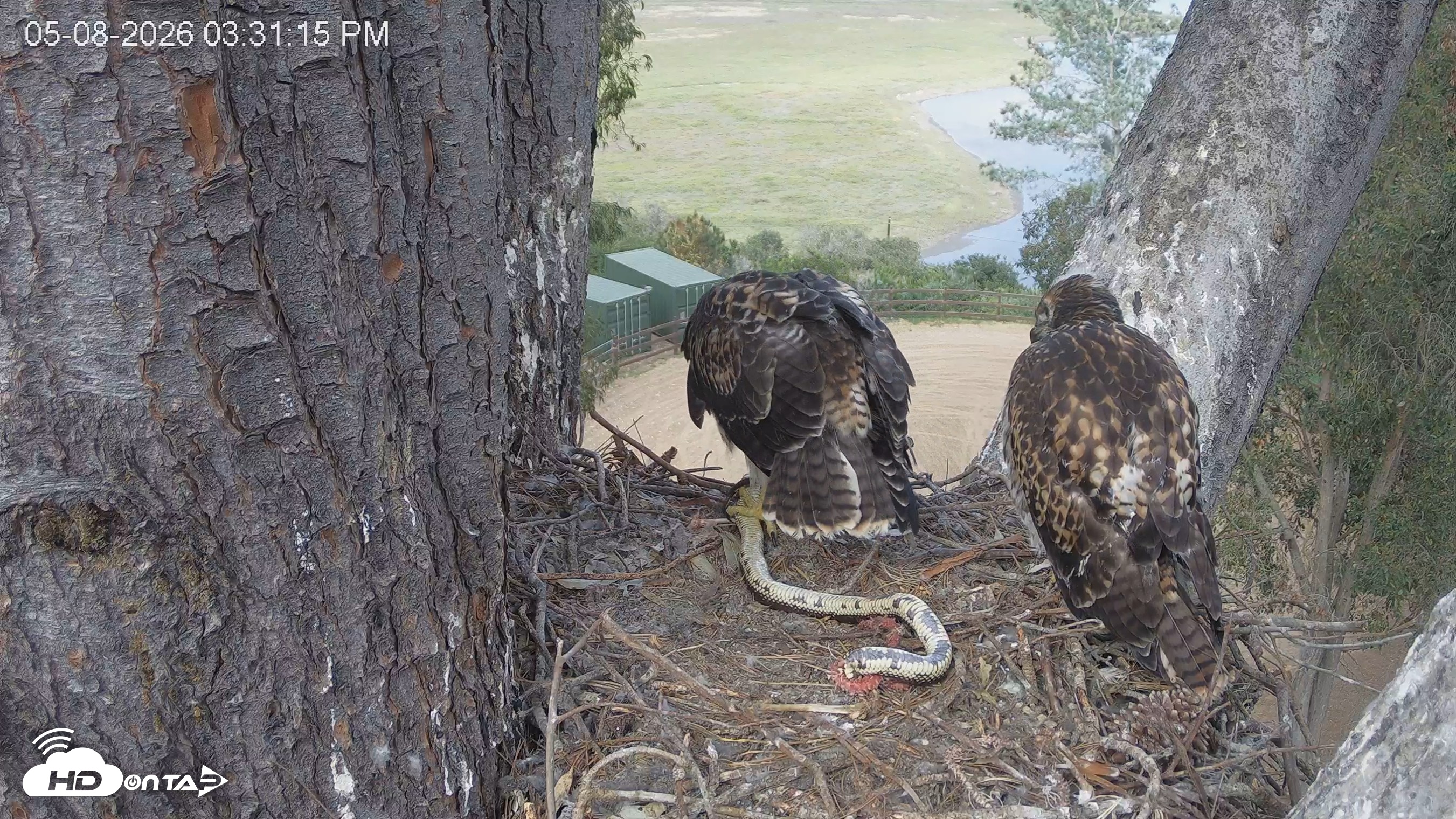 Snapshot of Red-Tailed Hawk Live Webcam taken May 8, 2026, 4:34pm PDT