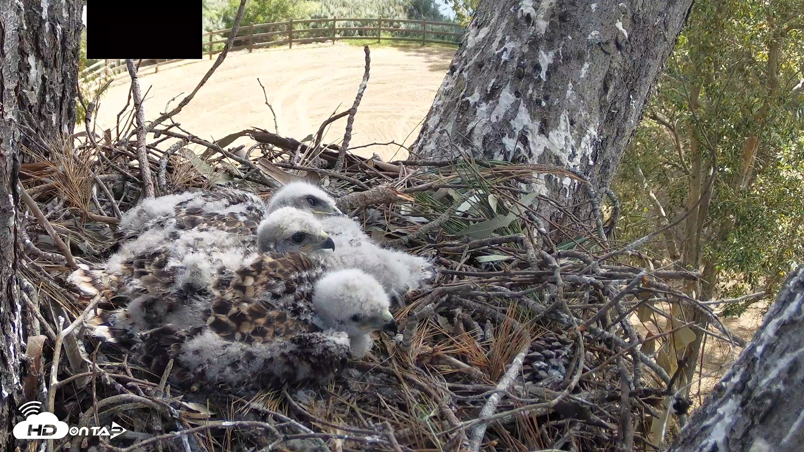 Snapshot of Red-Tailed Hawk Live Webcam taken Apr 17, 2026, 10:16am PDT