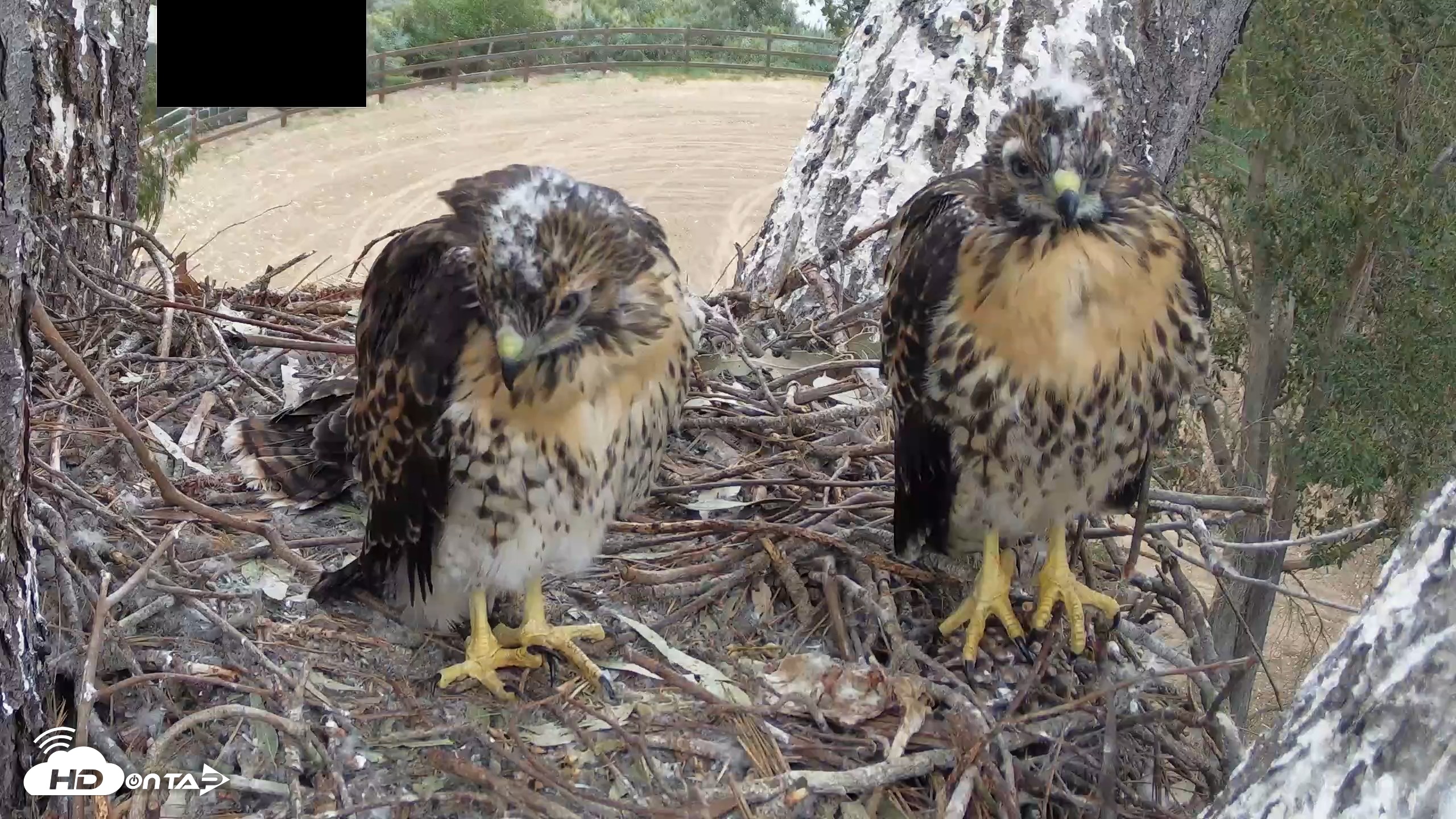 Snapshot of Red-Tailed Hawk Live Webcam taken May 1, 2026, 7:10am PDT