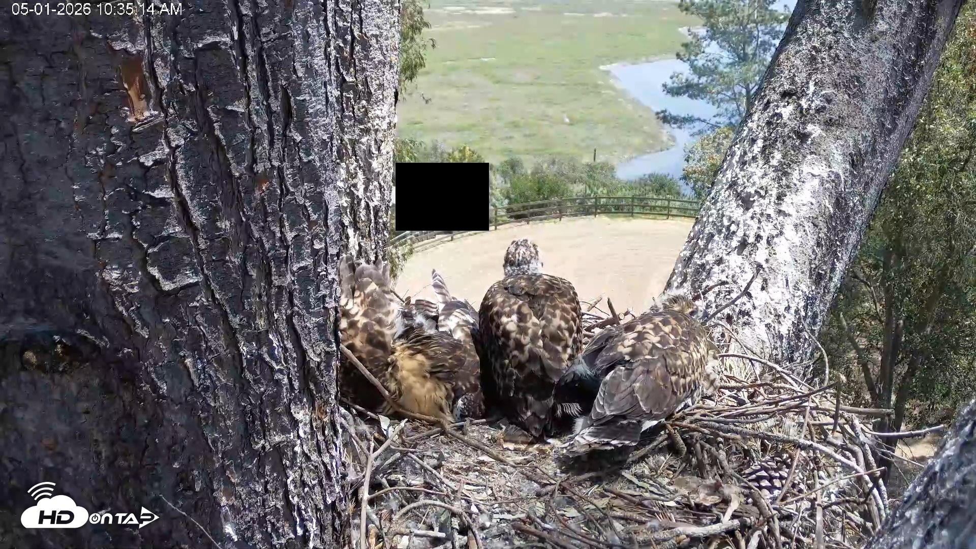 Snapshot of Red-Tailed Hawk Live Webcam taken May 1, 2026, 11:38am PDT