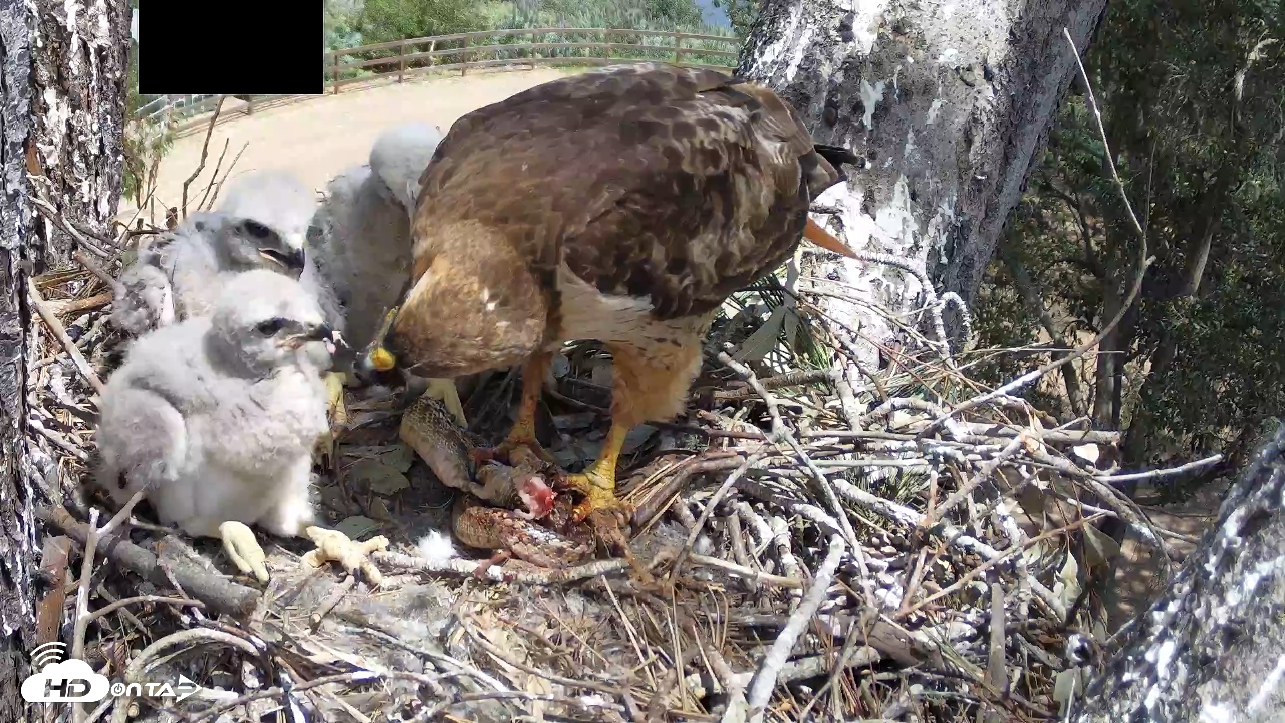 Snapshot of Red-Tailed Hawk Live Webcam taken Apr 15, 2026, 1:12pm PDT