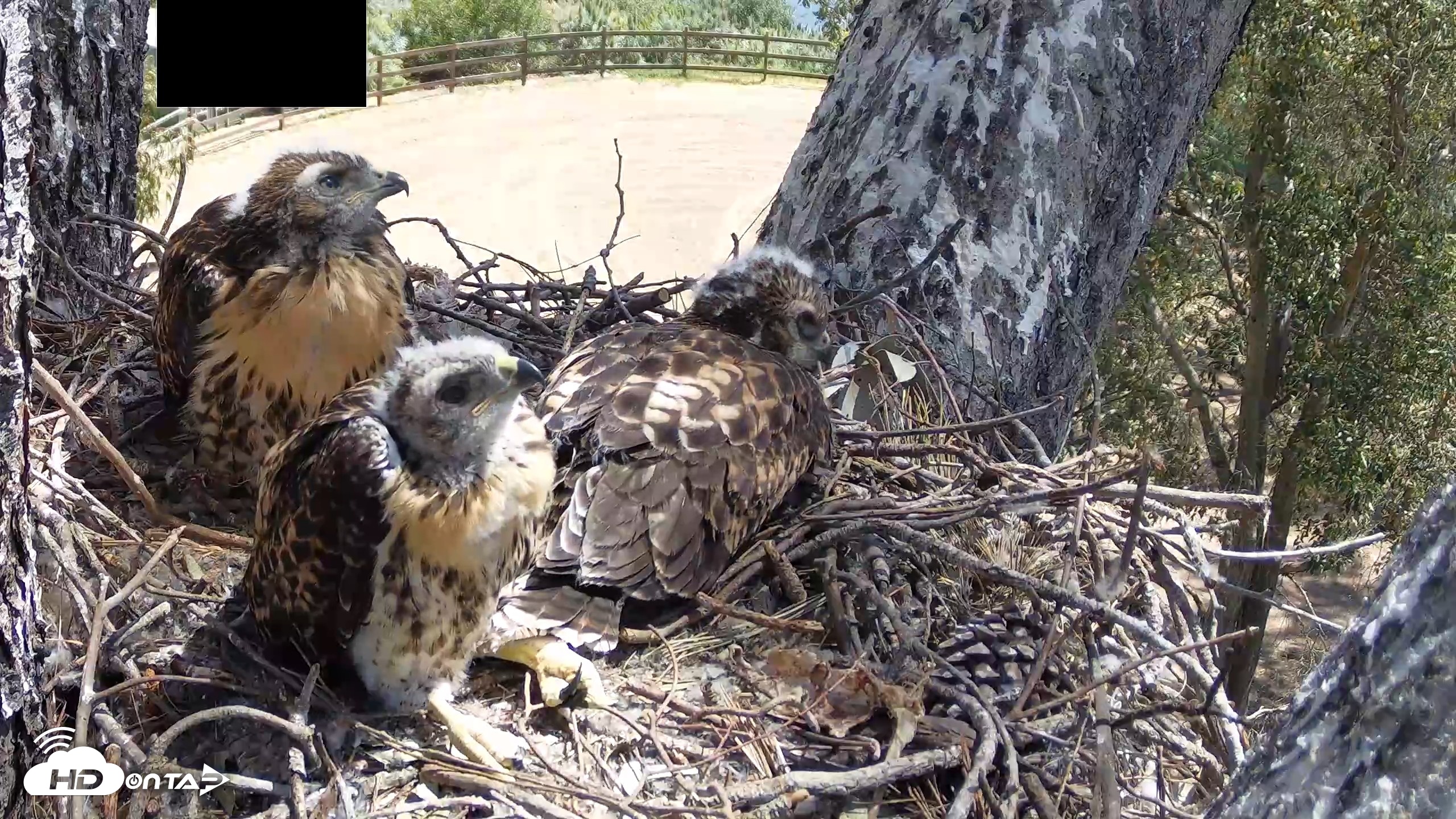 Snapshot of Red-Tailed Hawk Live Webcam taken Apr 29, 2026, 11:14am PDT