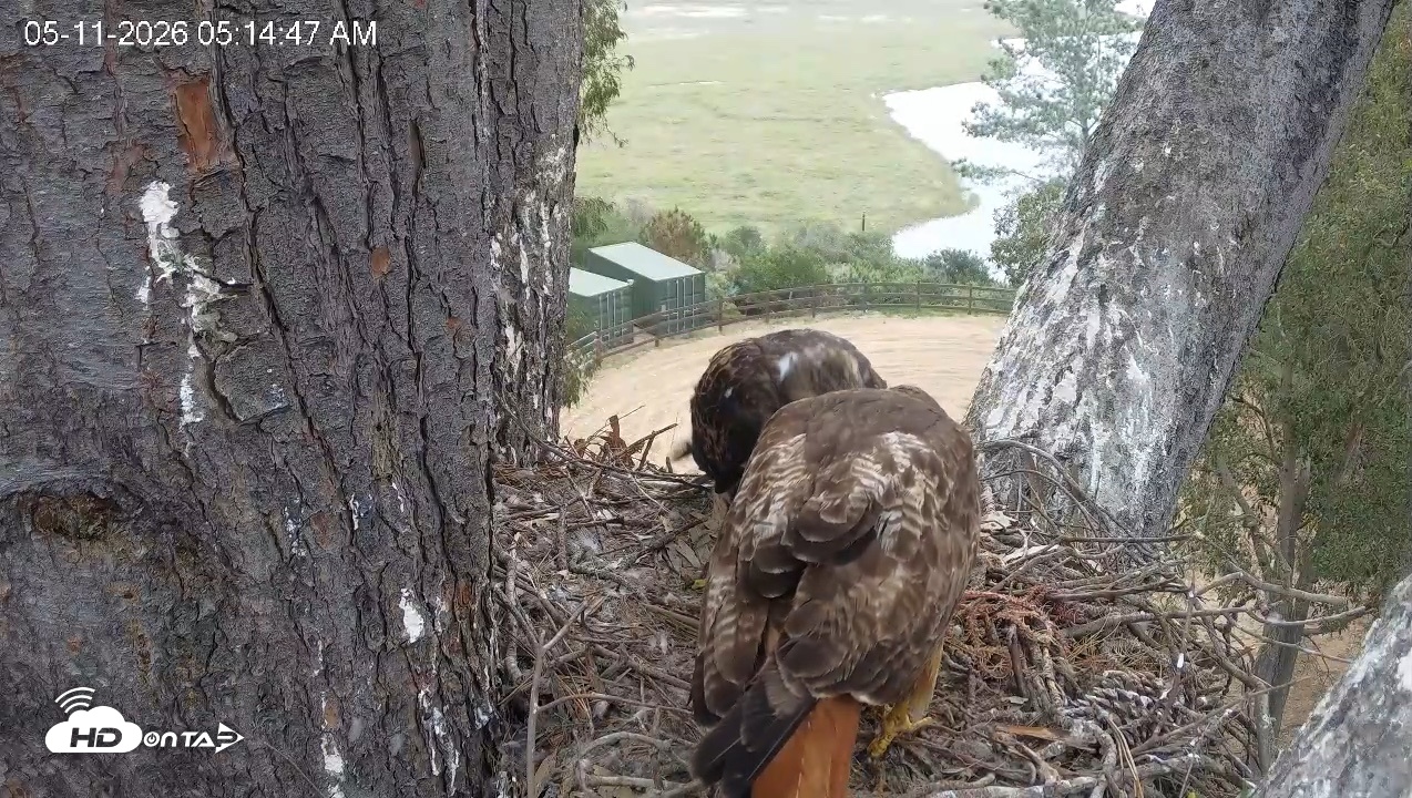 Snapshot of Red-Tailed Hawk Live Webcam taken May 11, 2026, 6:18am PDT