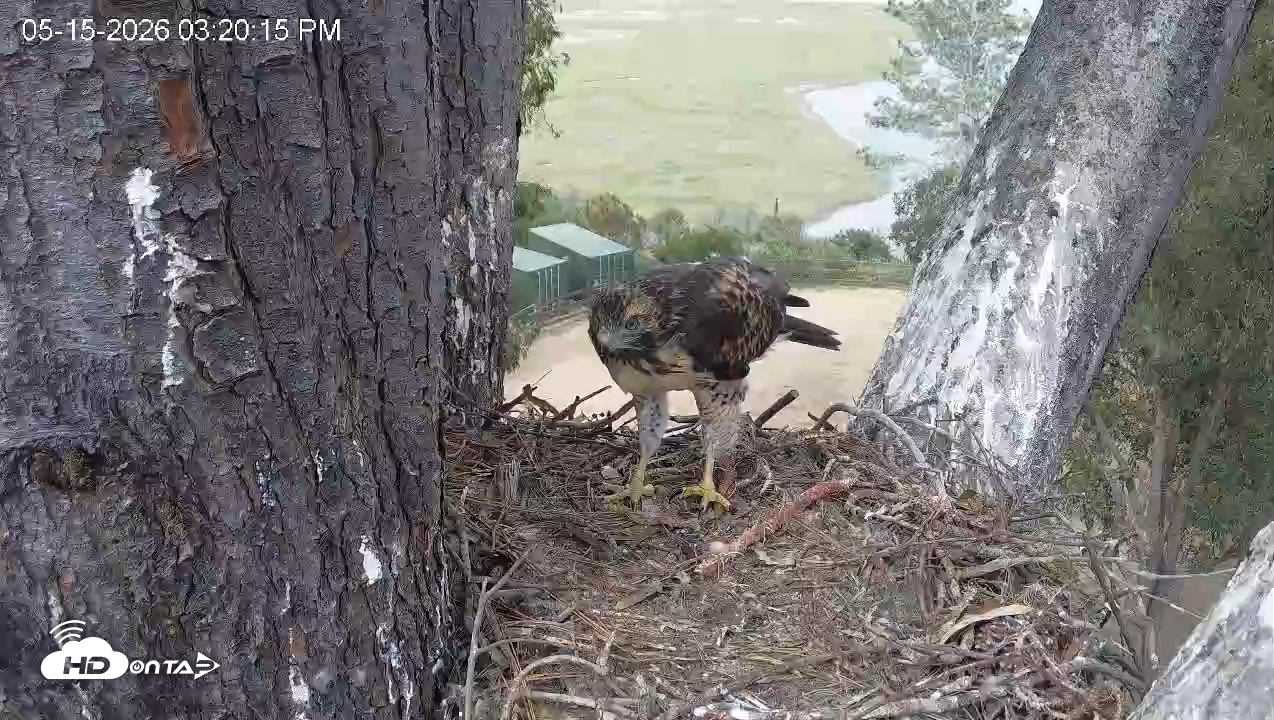 Snapshot of Red-Tailed Hawk Live Webcam taken May 15, 2026, 4:24pm PDT