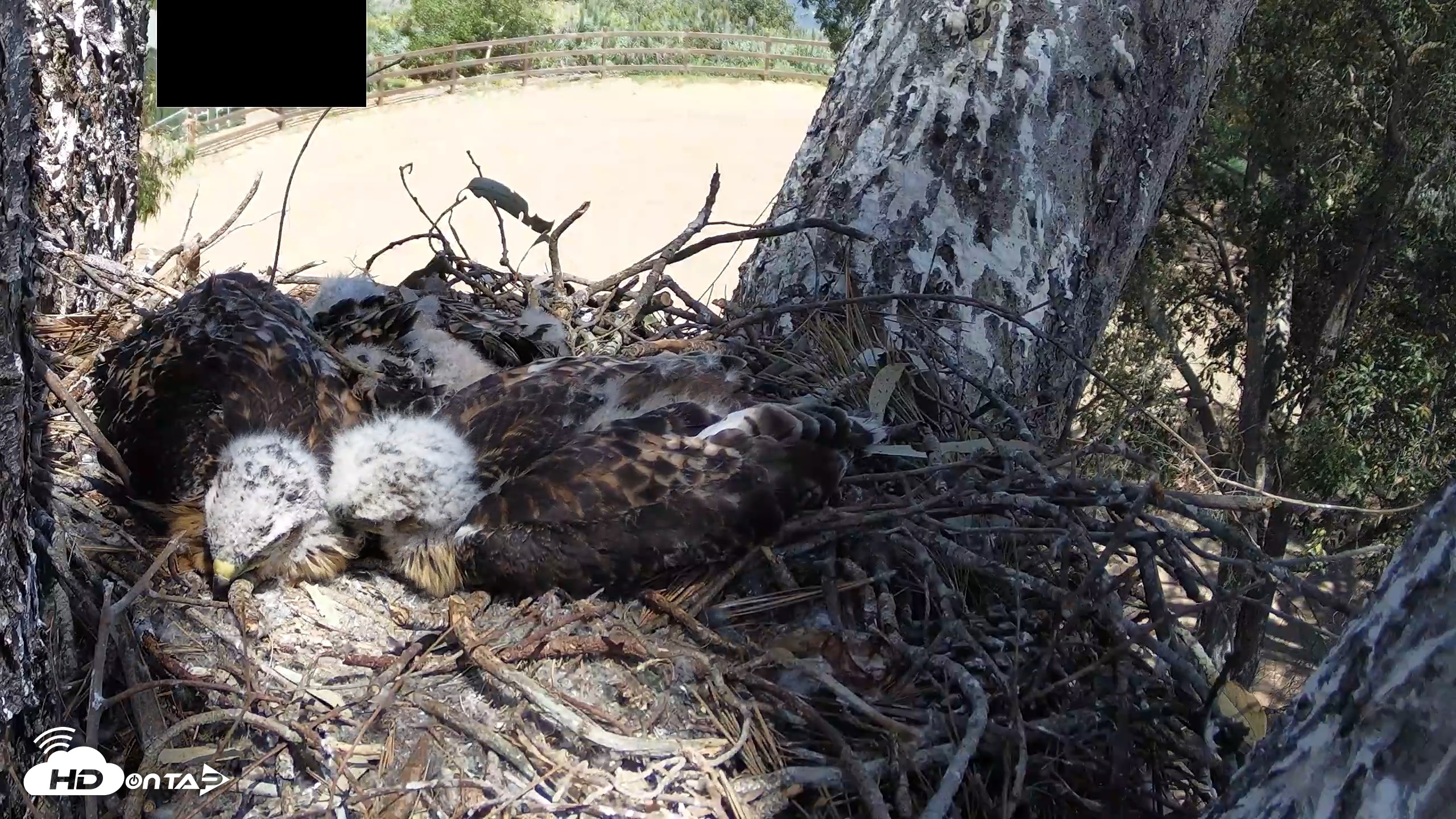 Snapshot of Red-Tailed Hawk Live Webcam taken Apr 24, 2026, 1:59pm PDT
