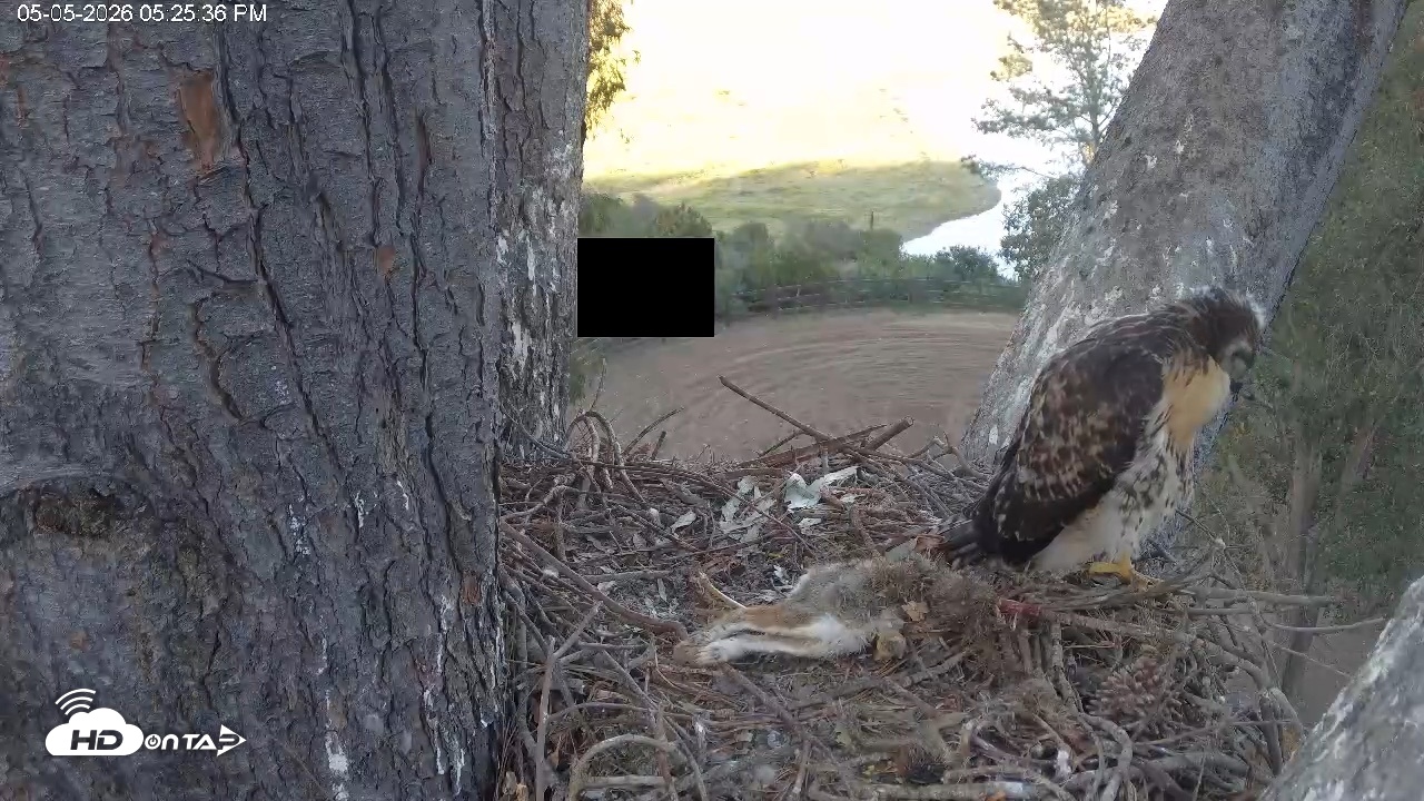 Snapshot of Red-Tailed Hawk Live Webcam taken May 5, 2026, 6:26pm PDT