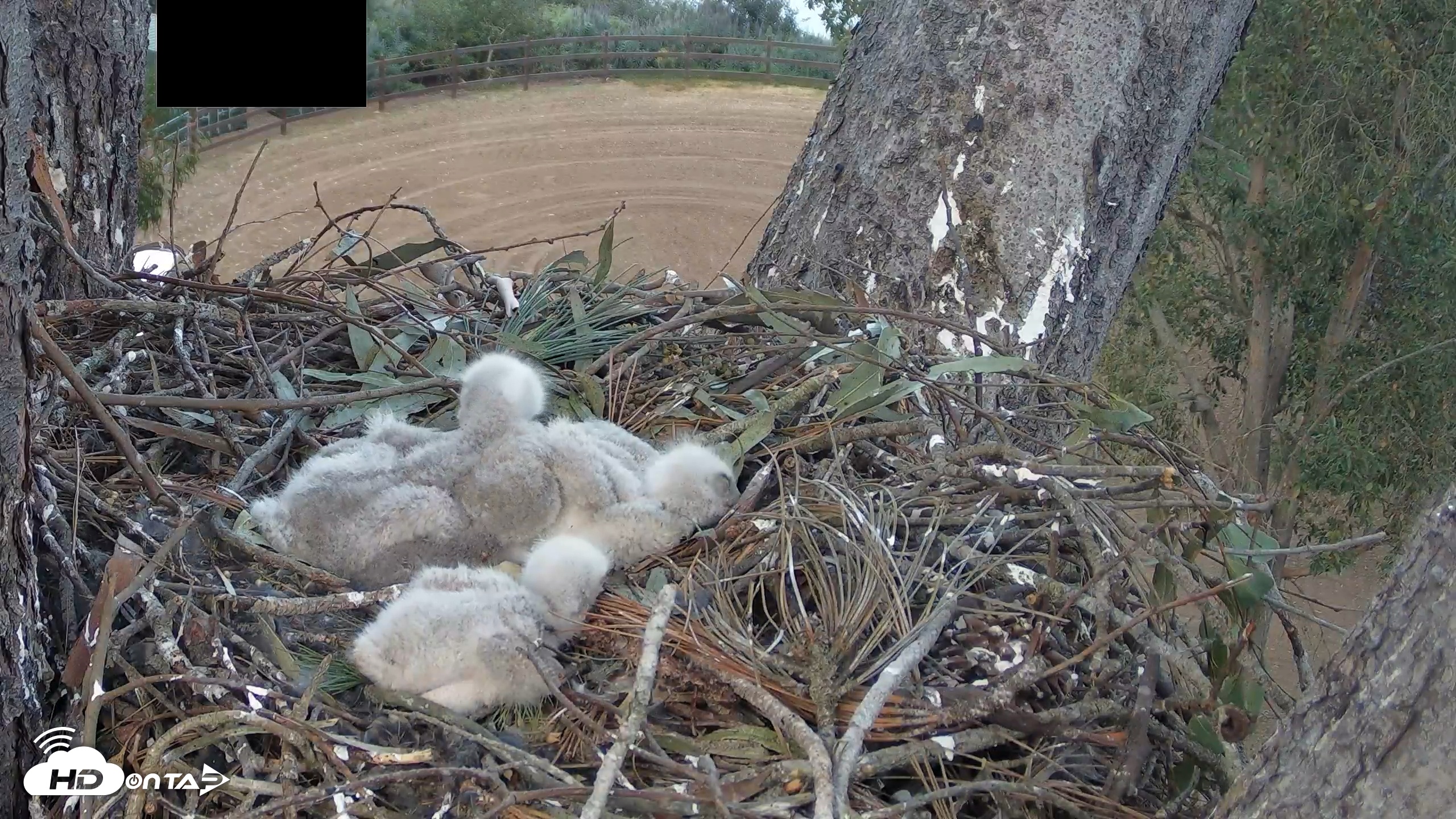 Snapshot of Red-Tailed Hawk Live Webcam taken Apr 4, 2026, 6:20pm PDT