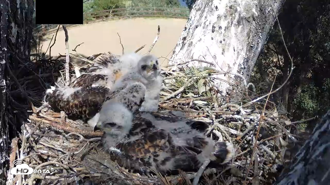Snapshot of Red-Tailed Hawk Live Webcam taken Apr 19, 2026, 2:58pm PDT