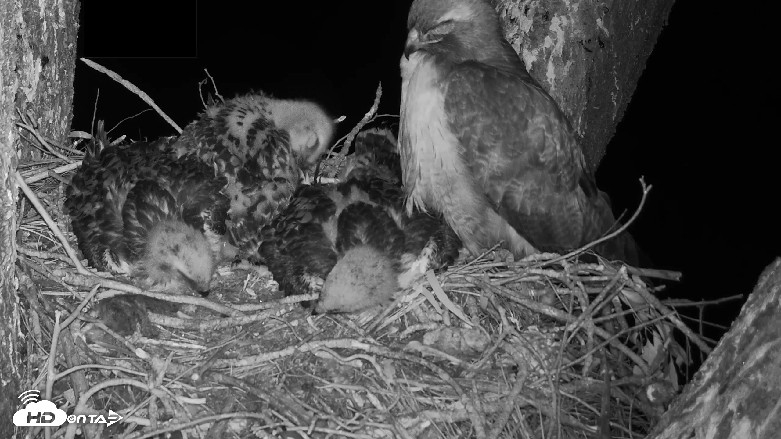 Snapshot of Red-Tailed Hawk Live Webcam taken Apr 22, 2026, 10:01pm PDT