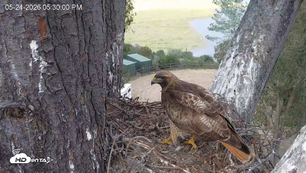 Snapshot of Red-Tailed Hawk Live Webcam taken May 24, 2026, 6:33pm PDT